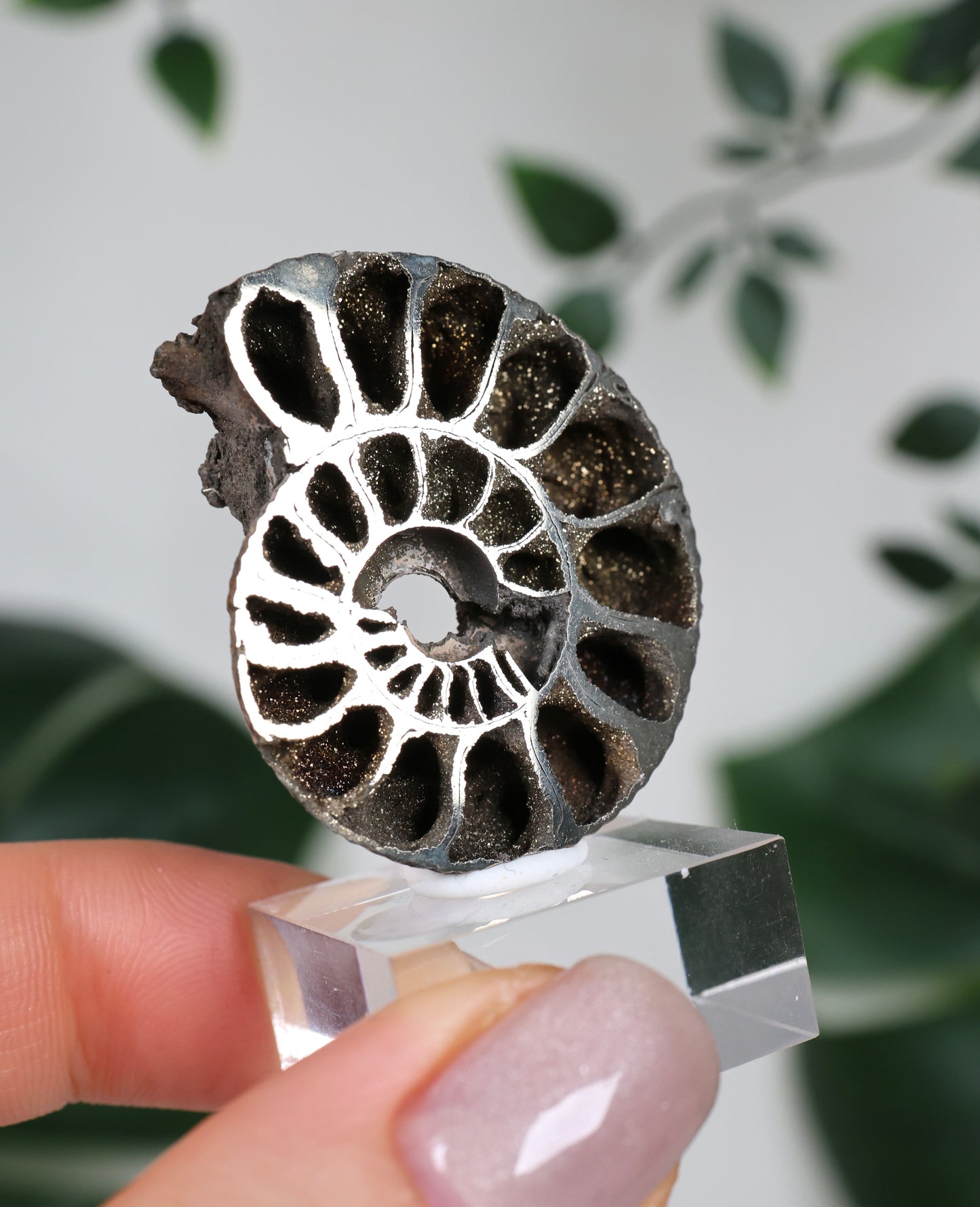 Pyritisierte Ammonite x Chalkopyrit Nr.90PA