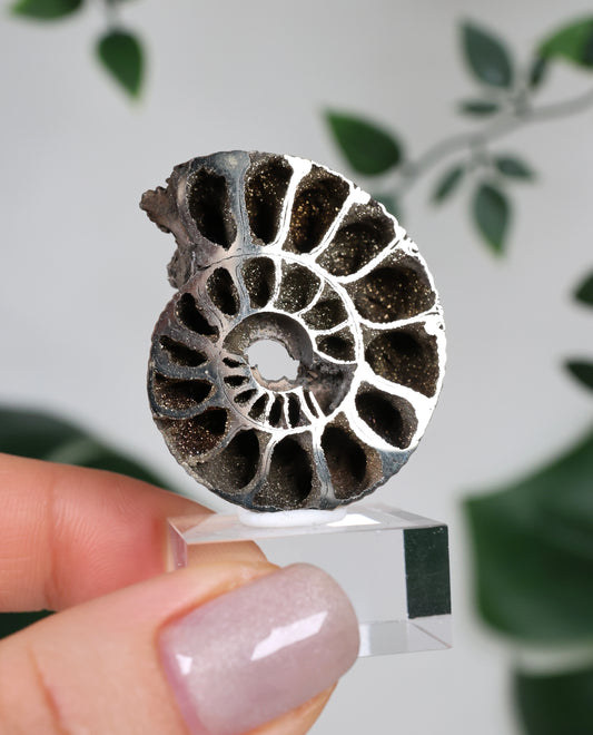 Pyritisierte Ammonite x Chalkopyrit Nr.90PA
