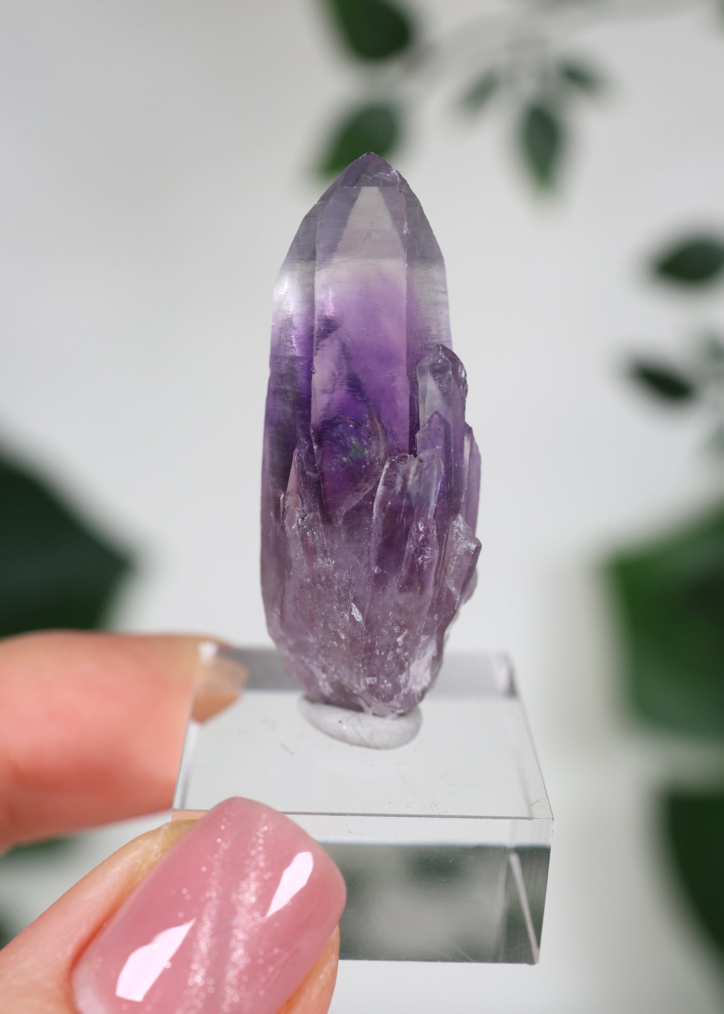 Guerrero Amethyst Oldstock S- Auswahl