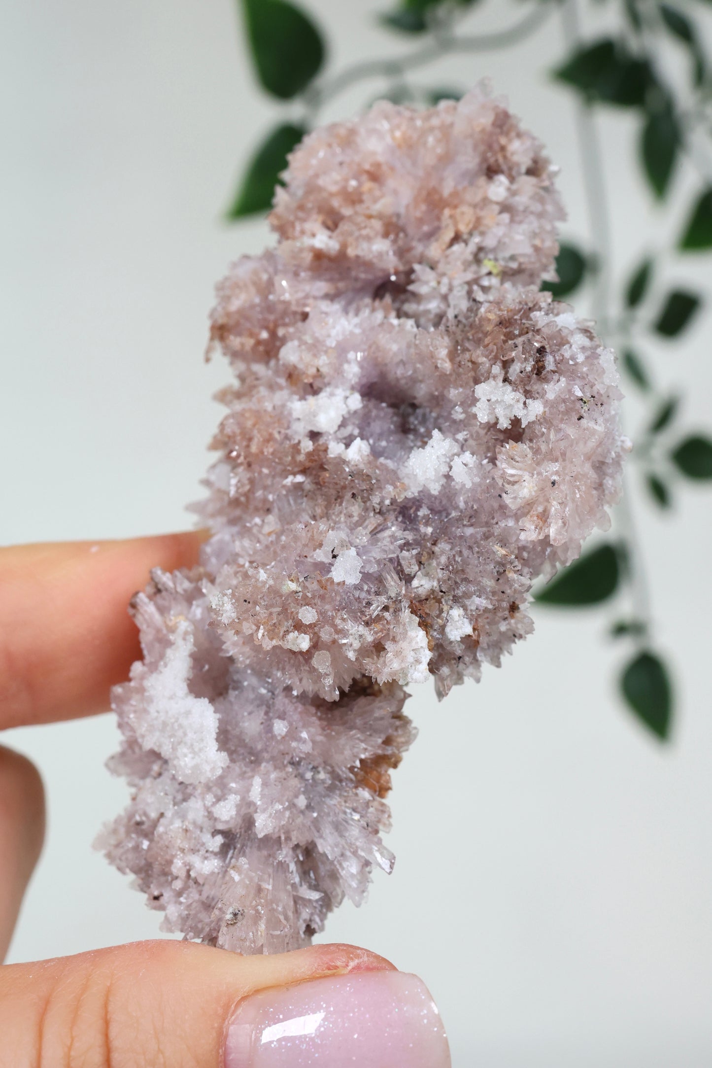 Lilaner Creedite Nr.109CL