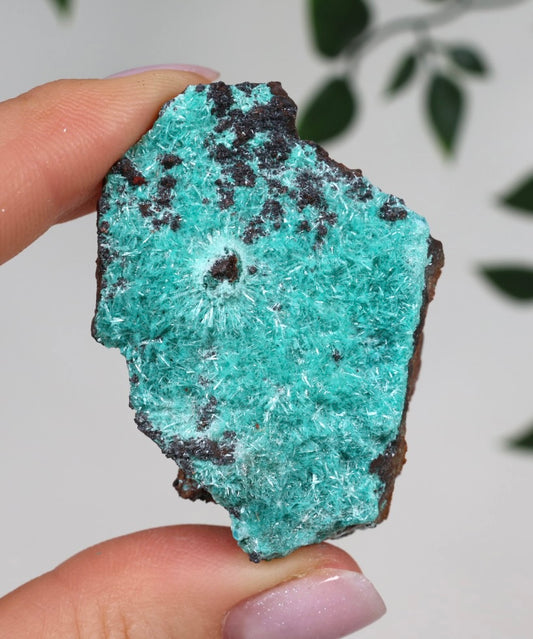 Aurichalcite Nr.36AU