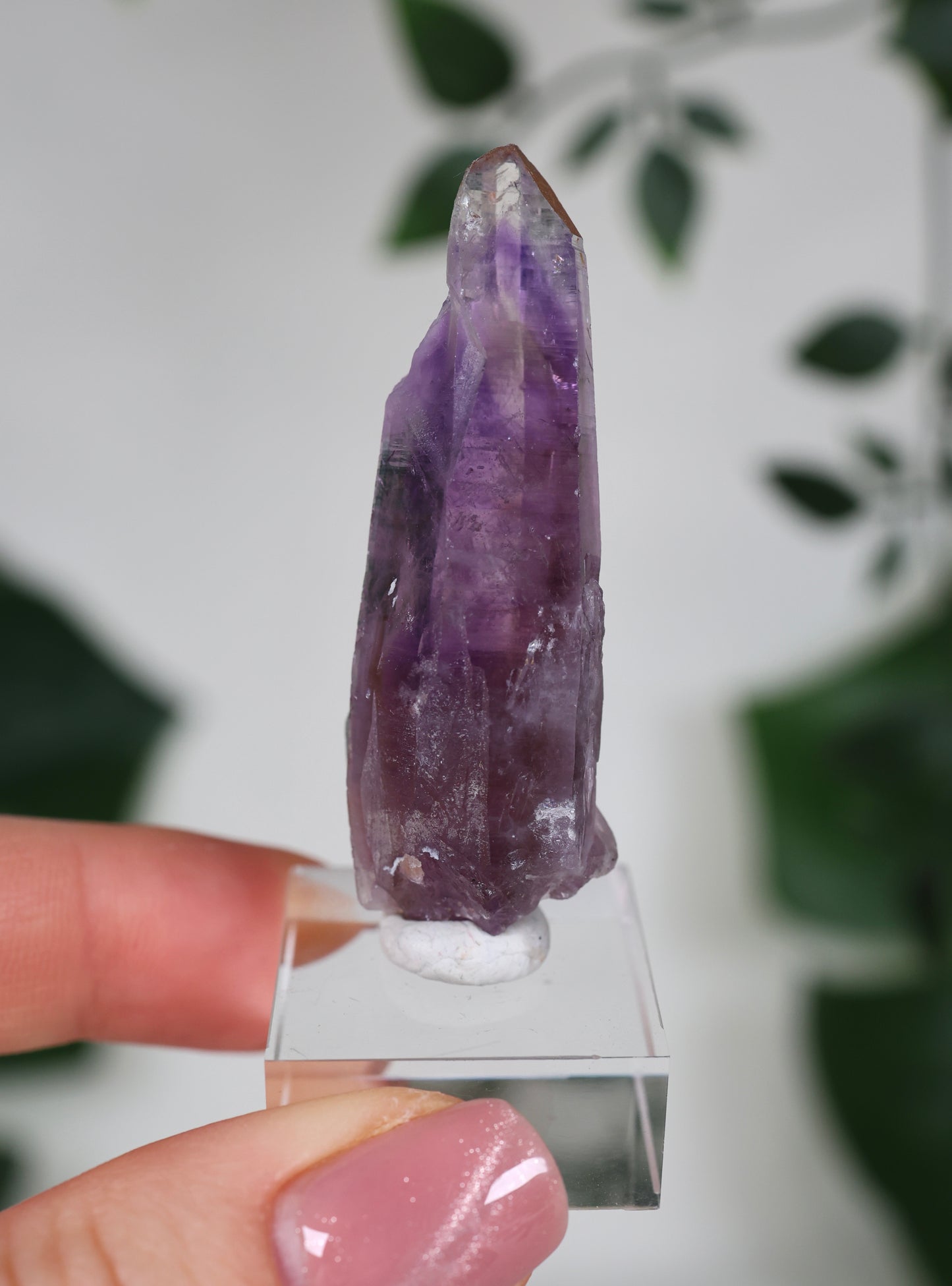 Guerrero Amethyst Oldstock S- Auswahl