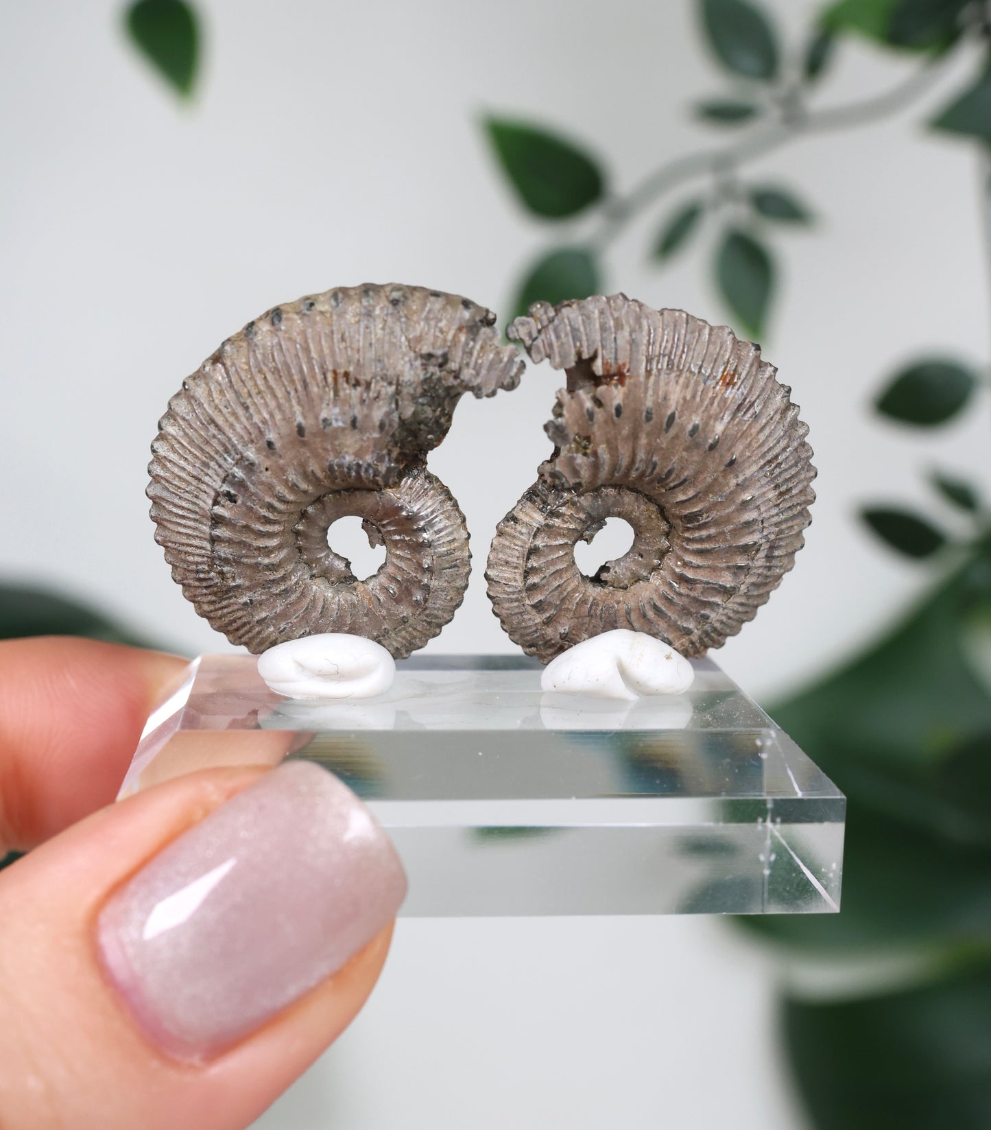 Pyritisierte Ammonite x Chalkopyrit Pärchen Nr.112PA