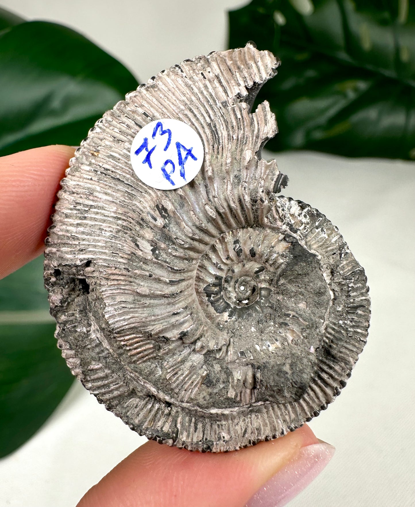 Pyritisierte Ammonite Nr. 73PA