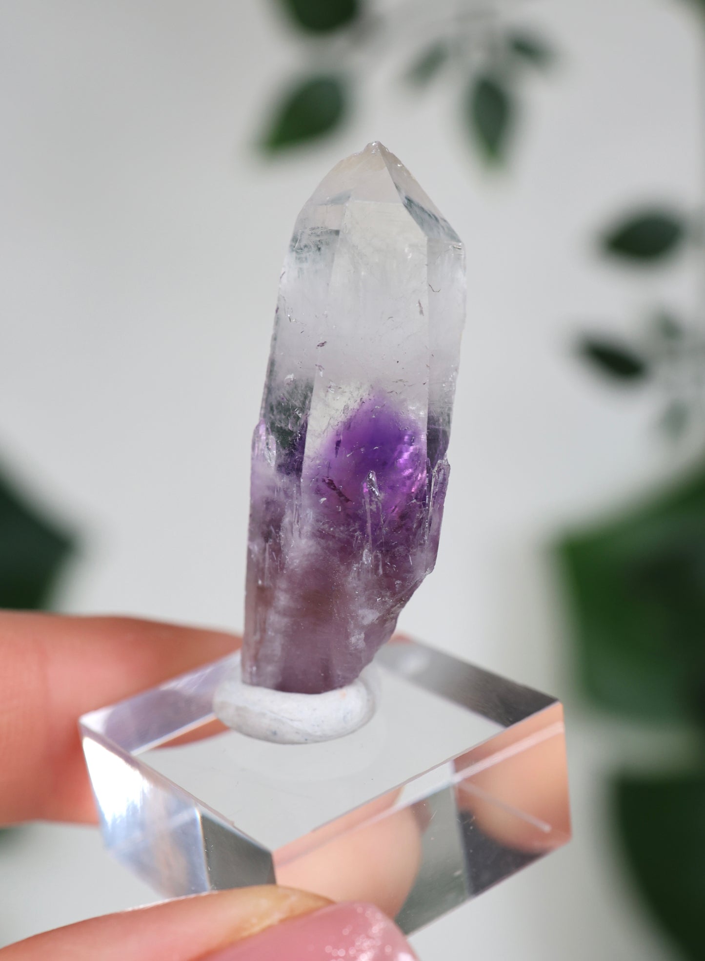 Guerrero Amethyst Oldstock S- Auswahl