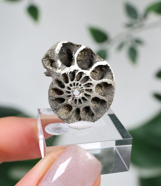 Pyritisierte Ammonite x Chalkopyrit Nr.49PA