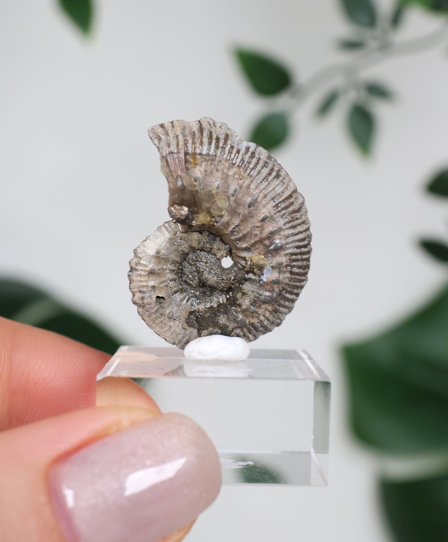 Pyritisierte Ammonite x Chalkopyrit Nr.57PA