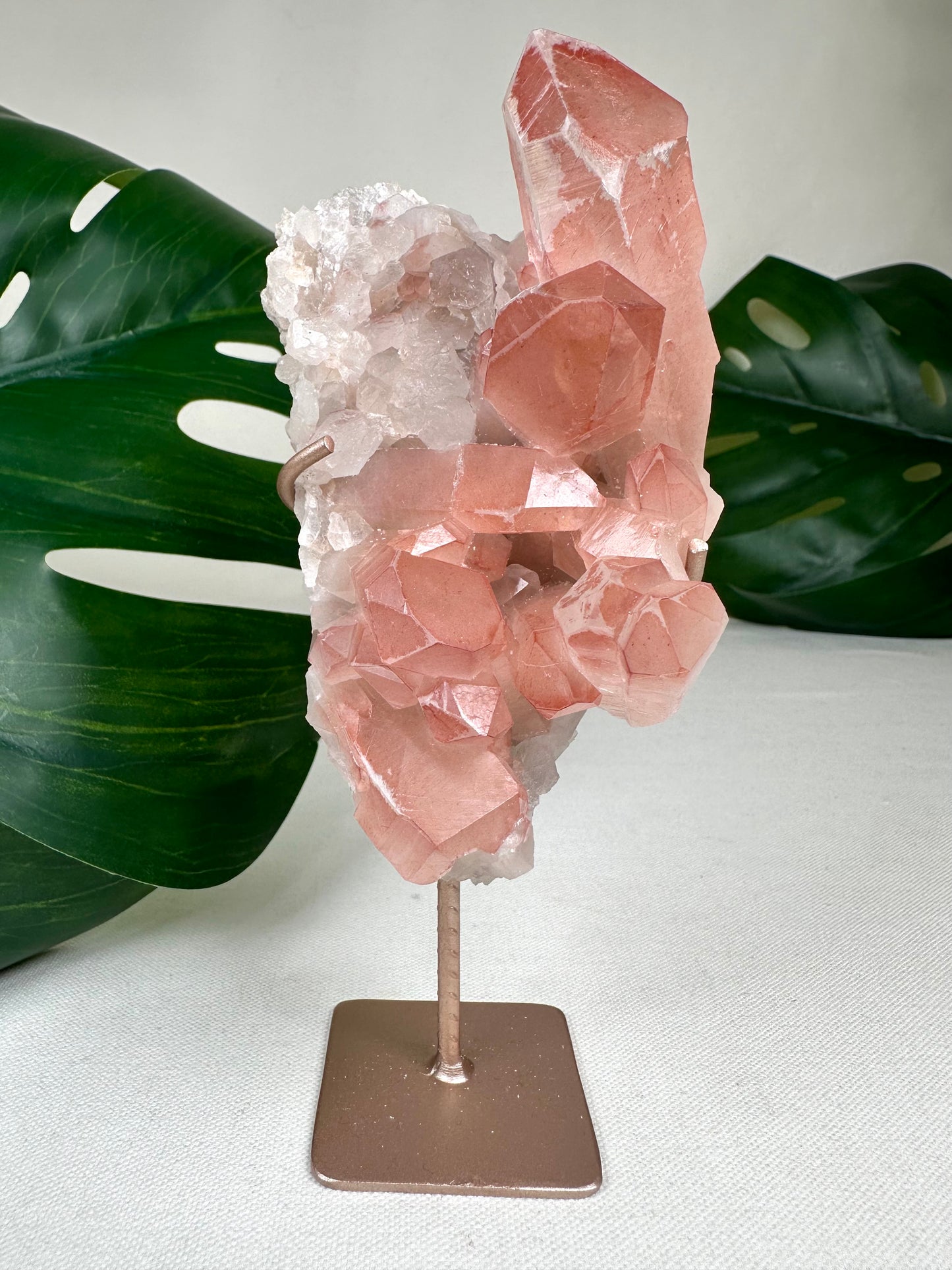 Pink Scarlet Lemurian Nr.242PL