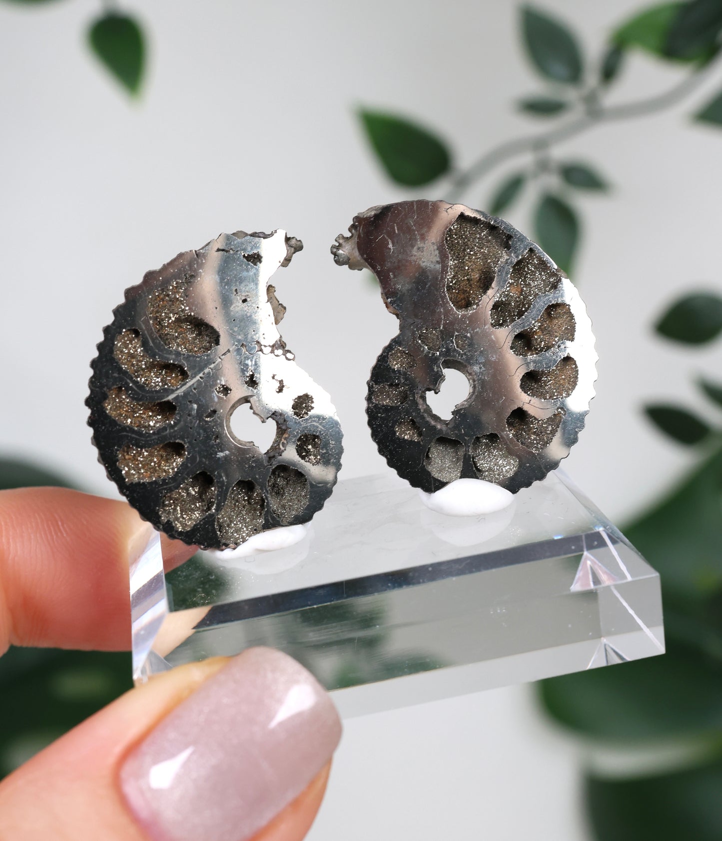 Pyritisierte Ammonite x Chalkopyrit Pärchen Nr.112PA