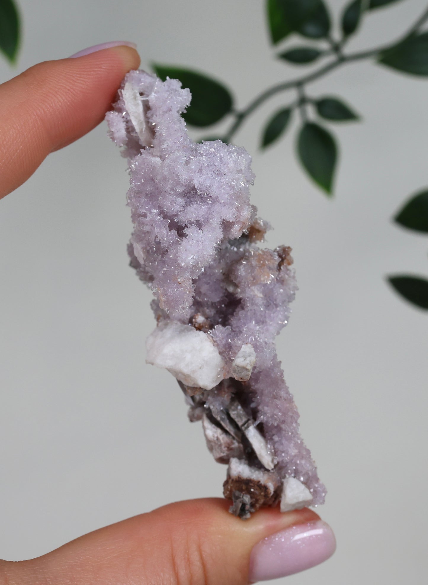 Lilaner Creedite Nr.127LC