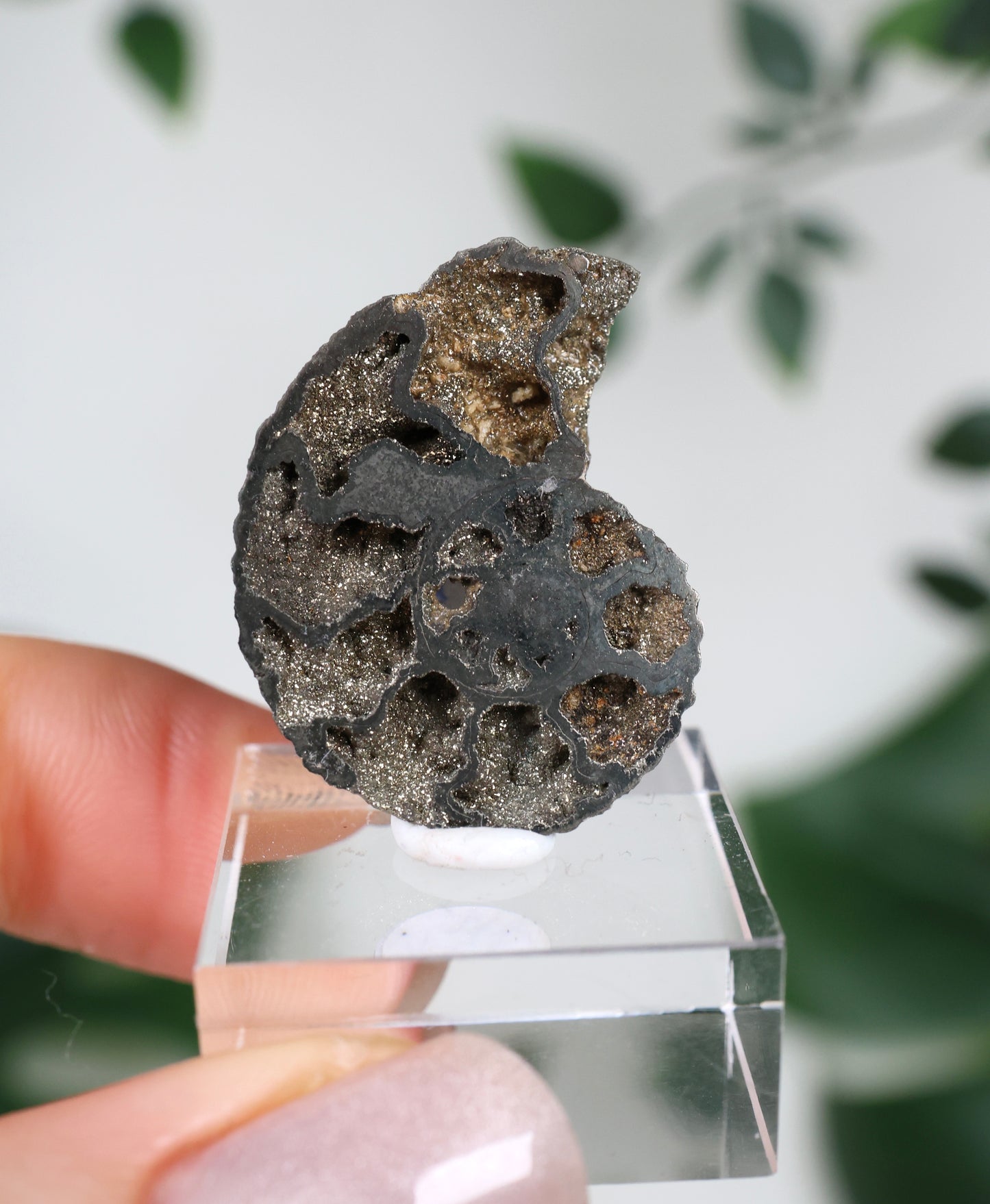 Pyritisierte Ammonite x Chalkopyrit Nr.57PA