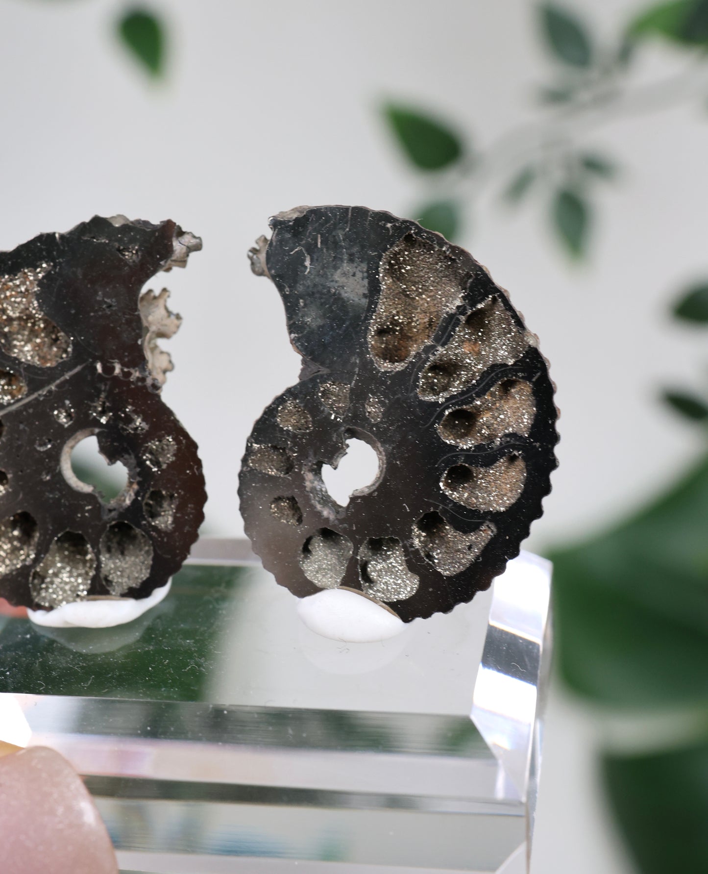 Pyritisierte Ammonite x Chalkopyrit Pärchen Nr.112PA