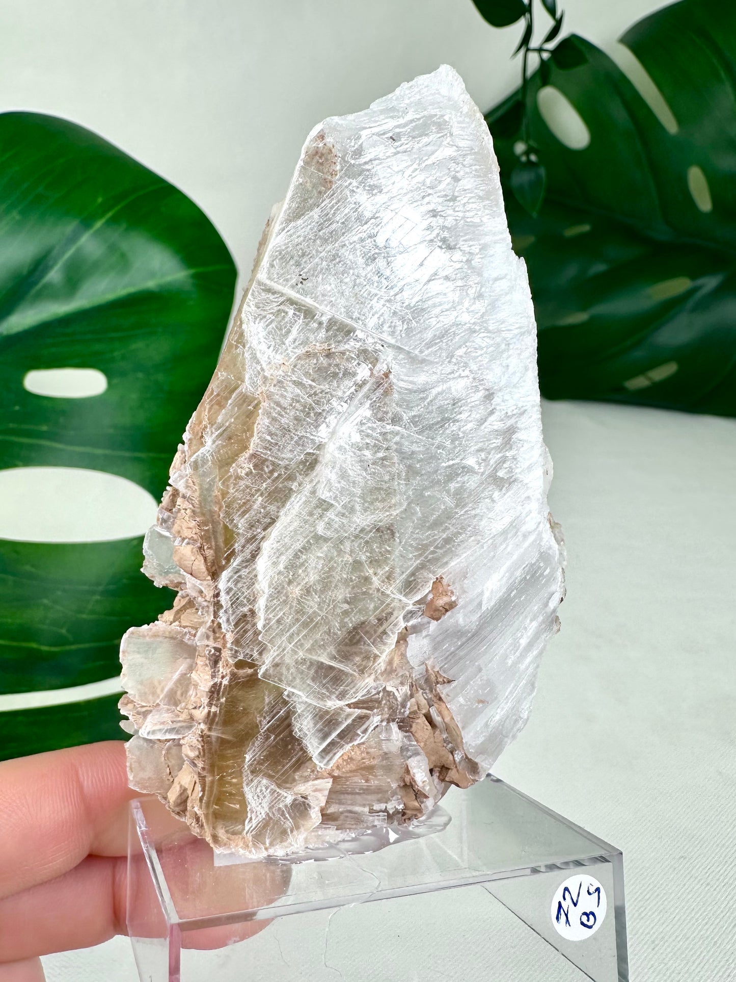 Selenita bicolor n.° 72BS
