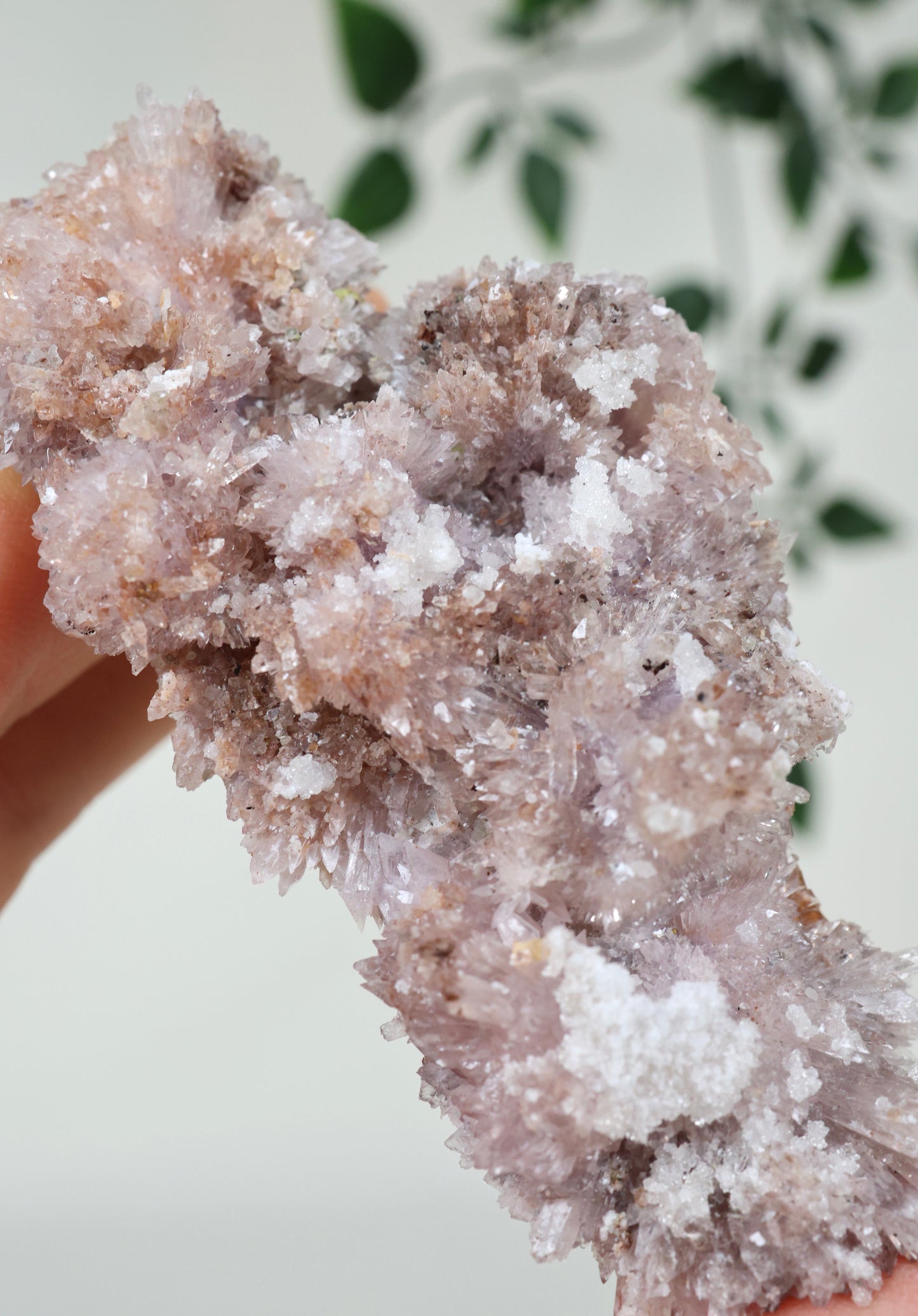 Lilaner Creedite Nr.109CL