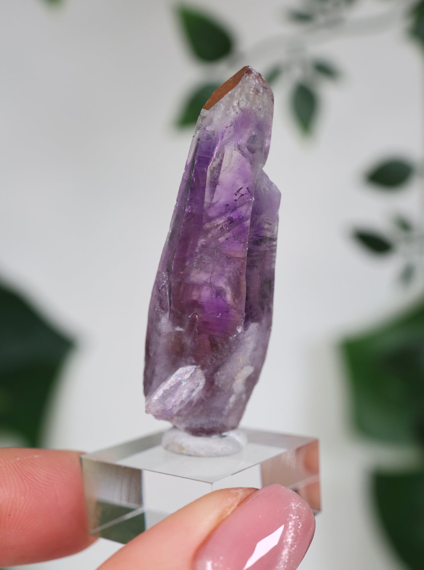 Guerrero Amethyst Oldstock S- Auswahl