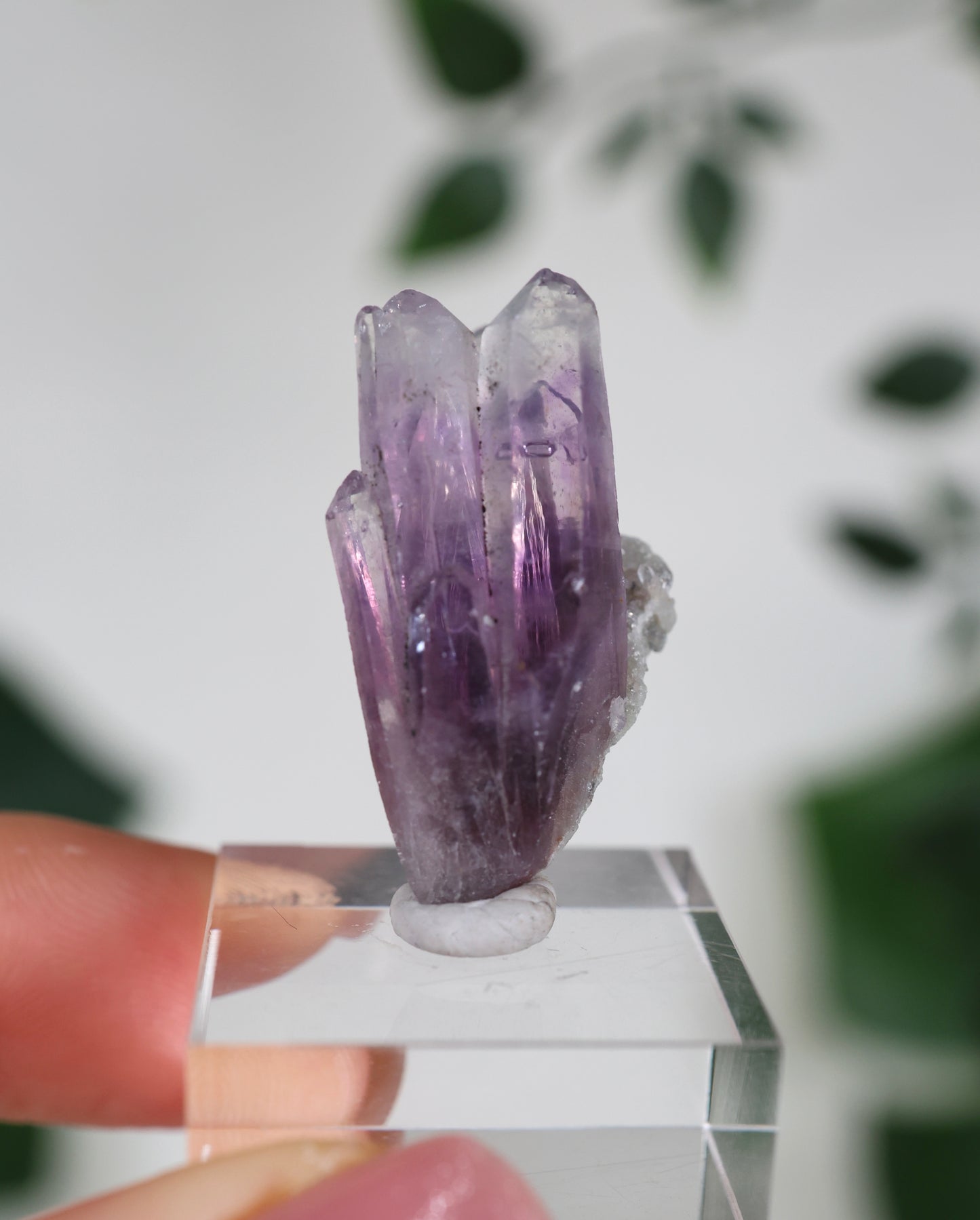 Guerrero Amethyst Oldstock S- Auswahl