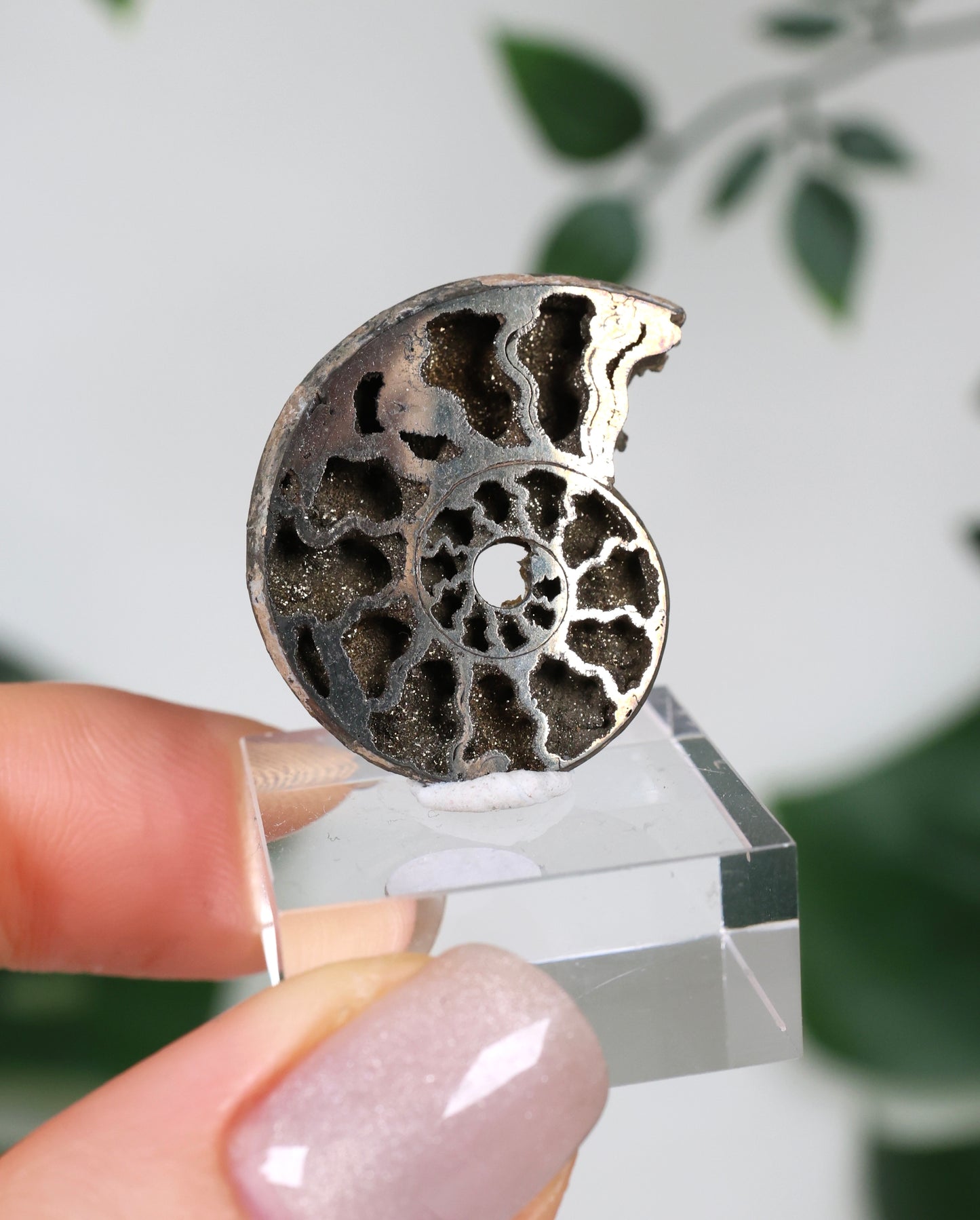 Pyritisierte Ammonite x Chalkopyrit Nr.57PR