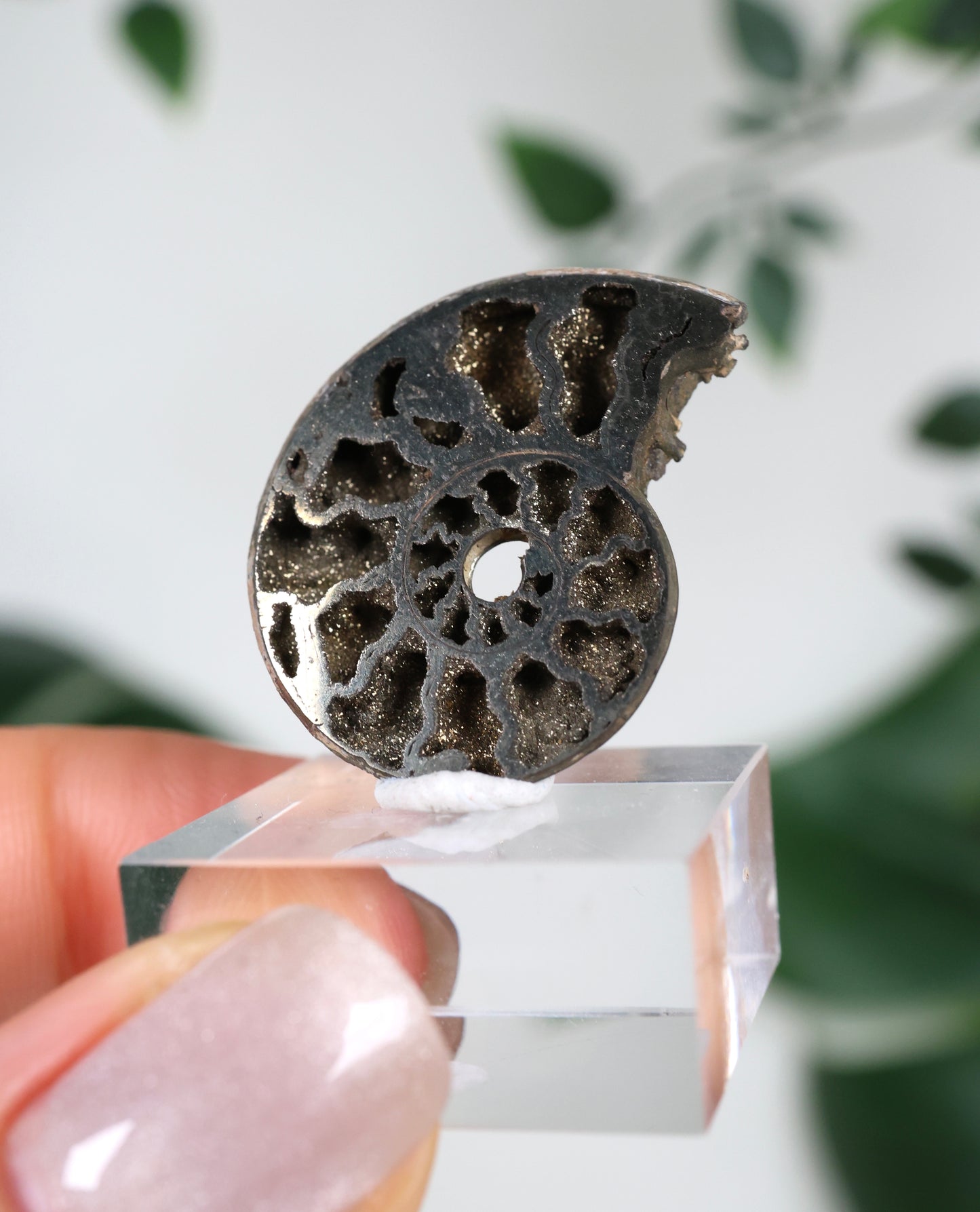 Pyritisierte Ammonite x Chalkopyrit Nr.57PR
