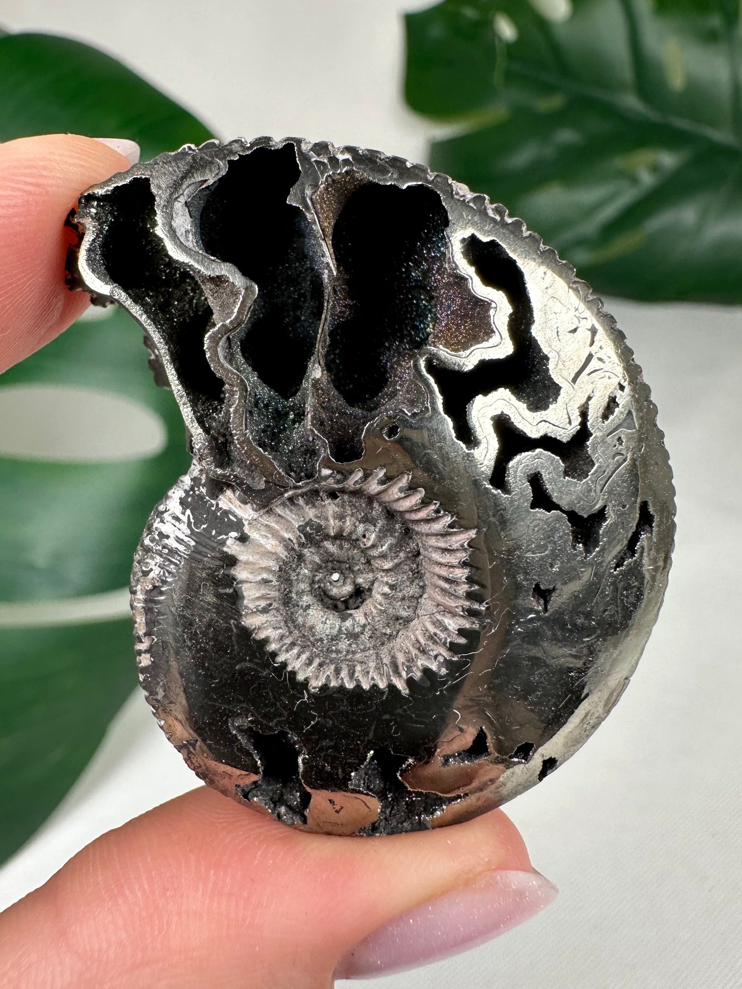 Pyritisierte Ammonite Nr. 73PA