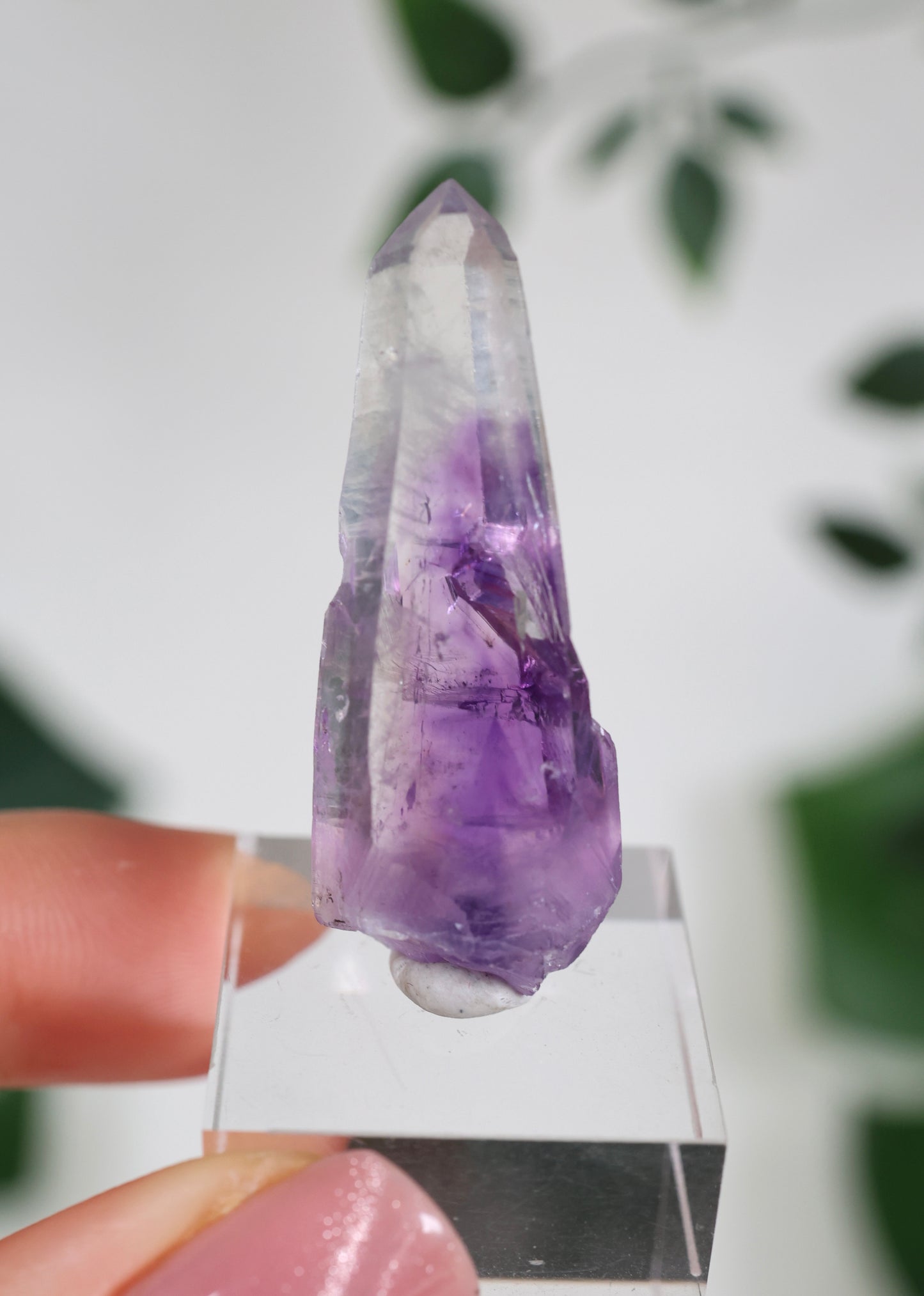 Guerrero Amethyst Oldstock S- Auswahl