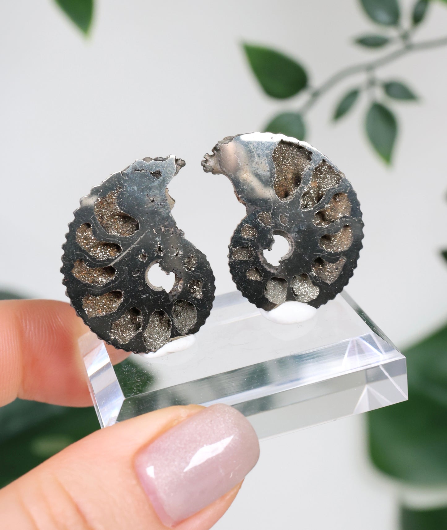 Pyritisierte Ammonite x Chalkopyrit Pärchen Nr.112PA