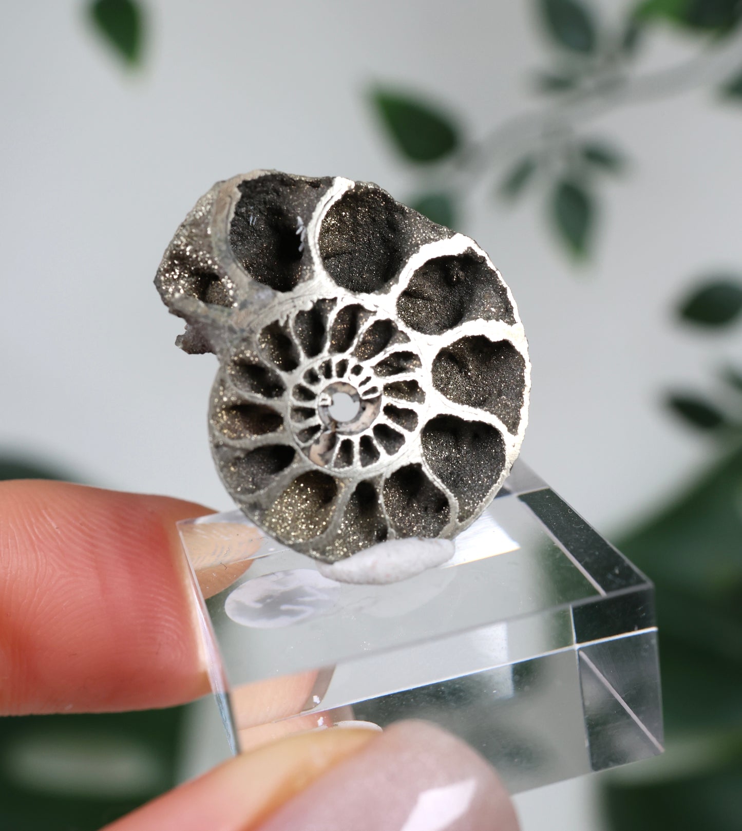 Pyritisierte Ammonite x Chalkopyrit Nr.49PA