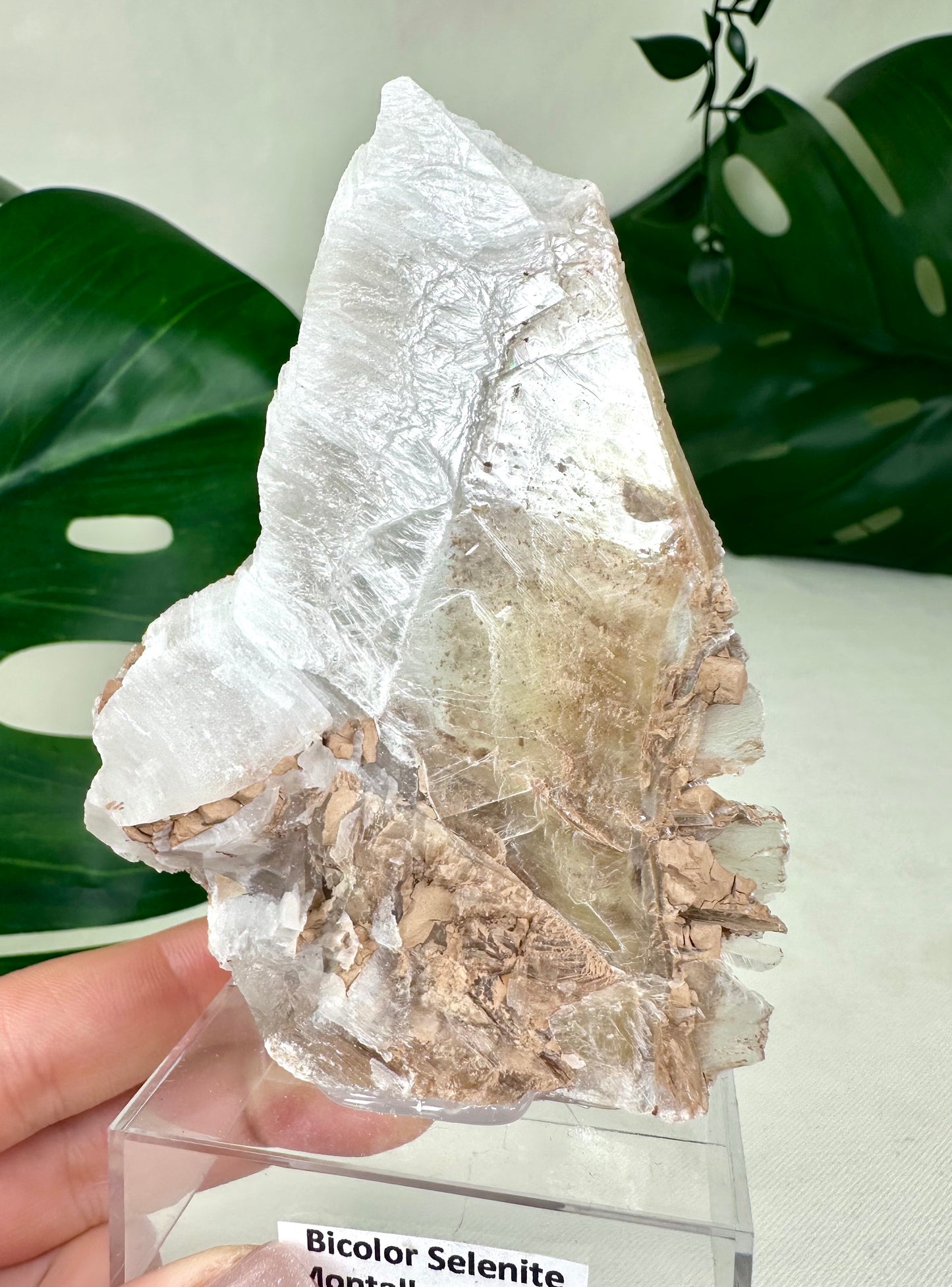 Selenita bicolor n.° 72BS