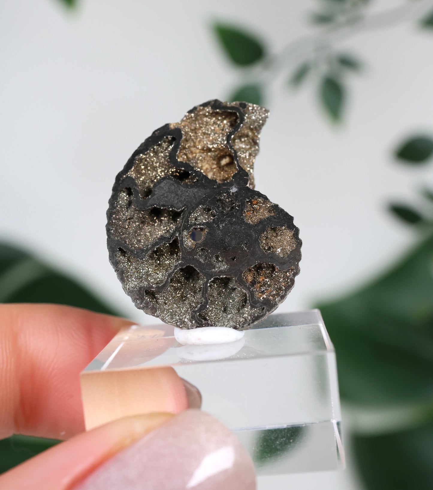 Pyritisierte Ammonite x Chalkopyrit Nr.57PA