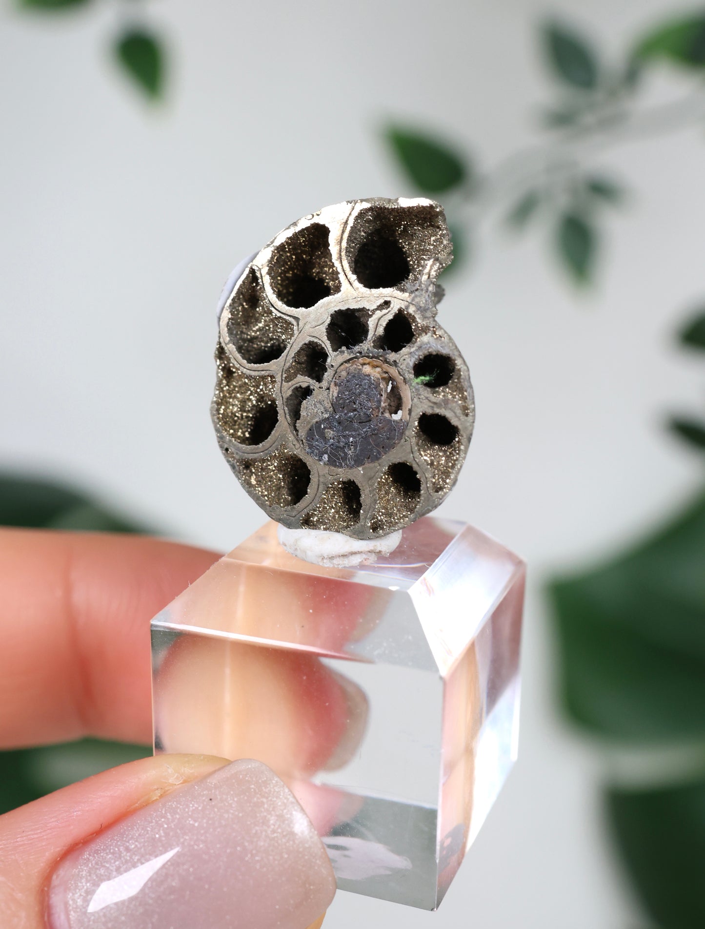 Pyritisierte Ammonite x Chalkopyrit Nr.42PA