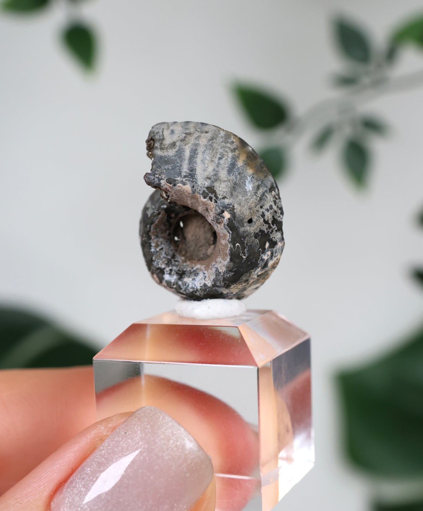 Pyritisierte Ammonite x Chalkopyrit Nr.42PA