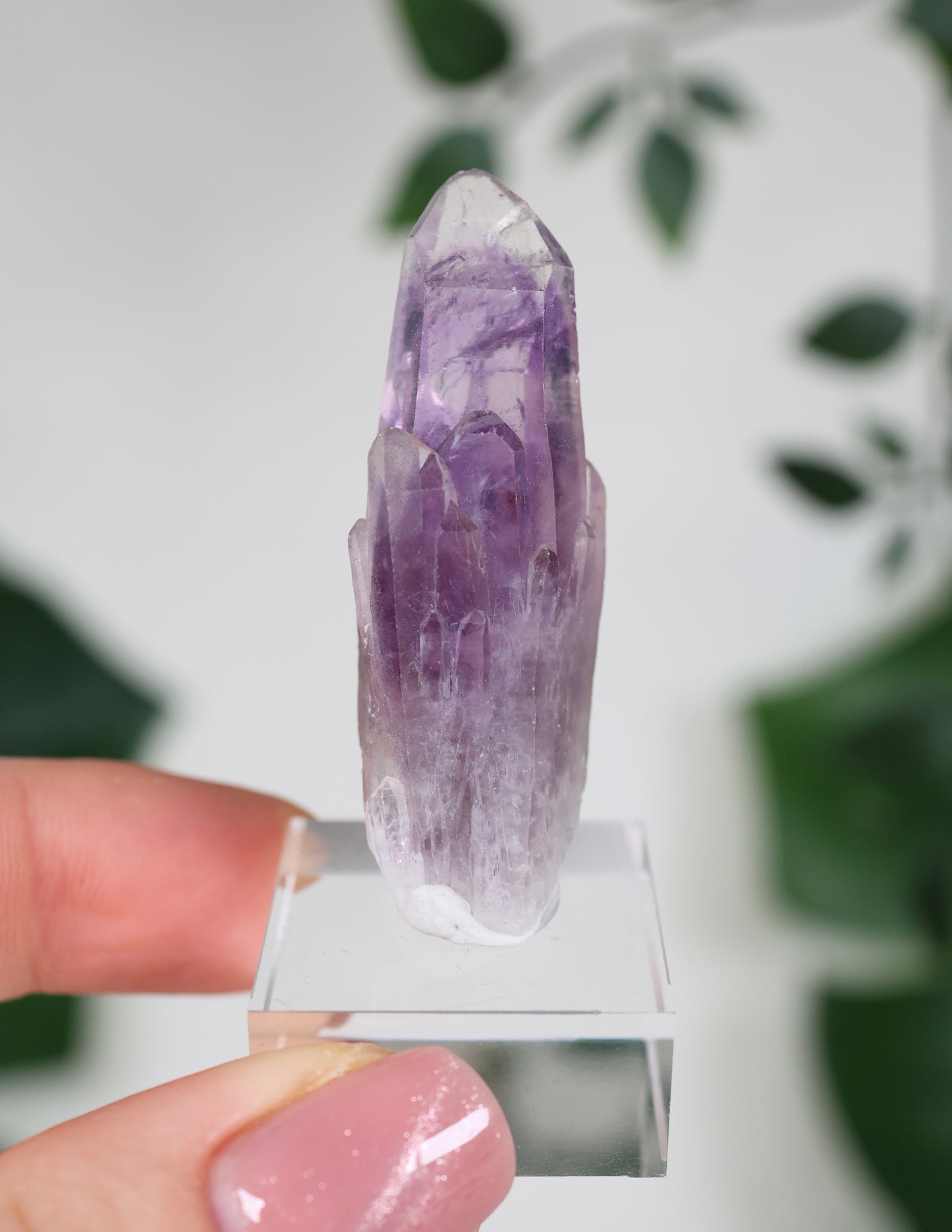 Guerrero Amethyst Oldstock S- Auswahl