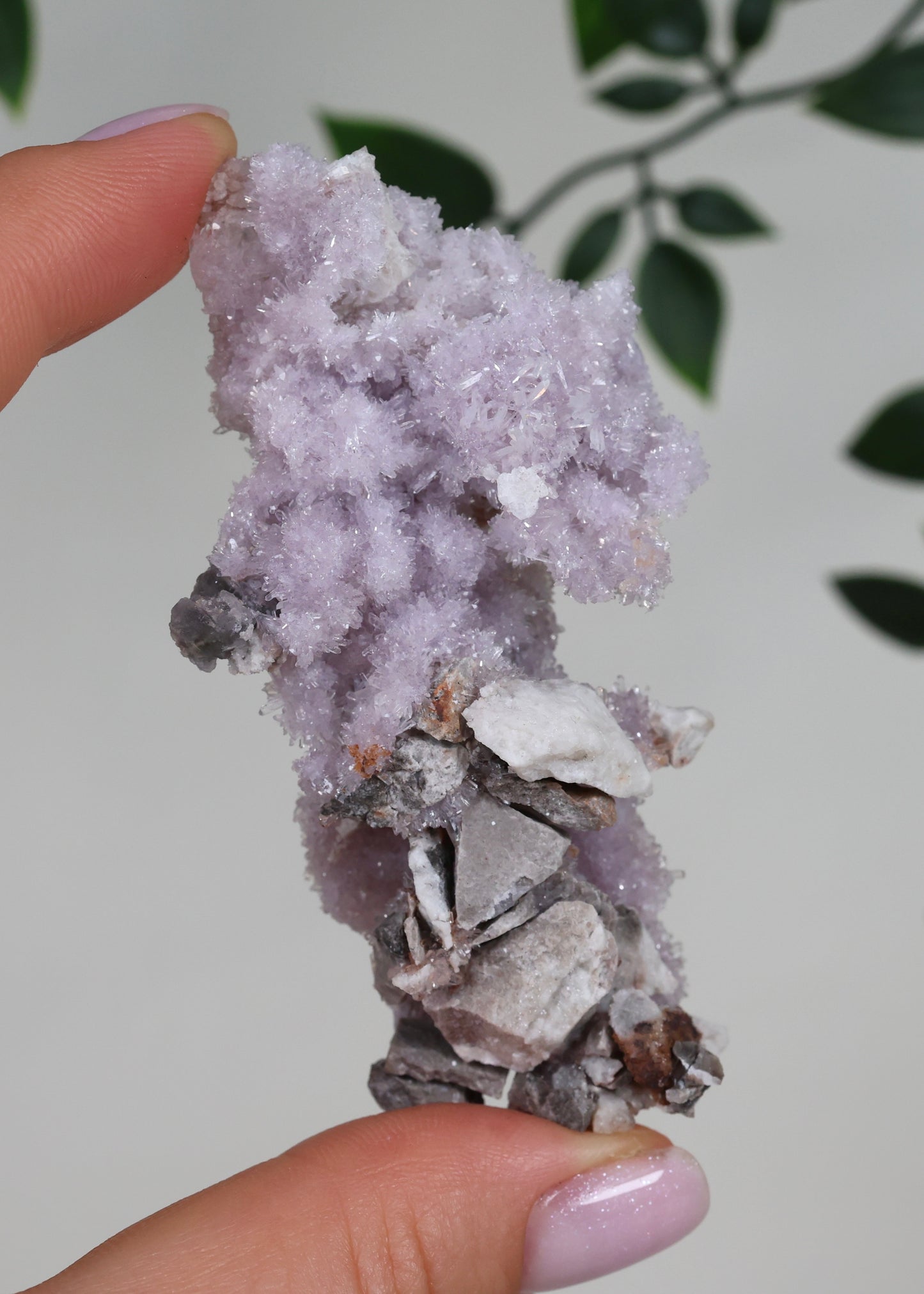 Lilaner Creedite Nr.127LC