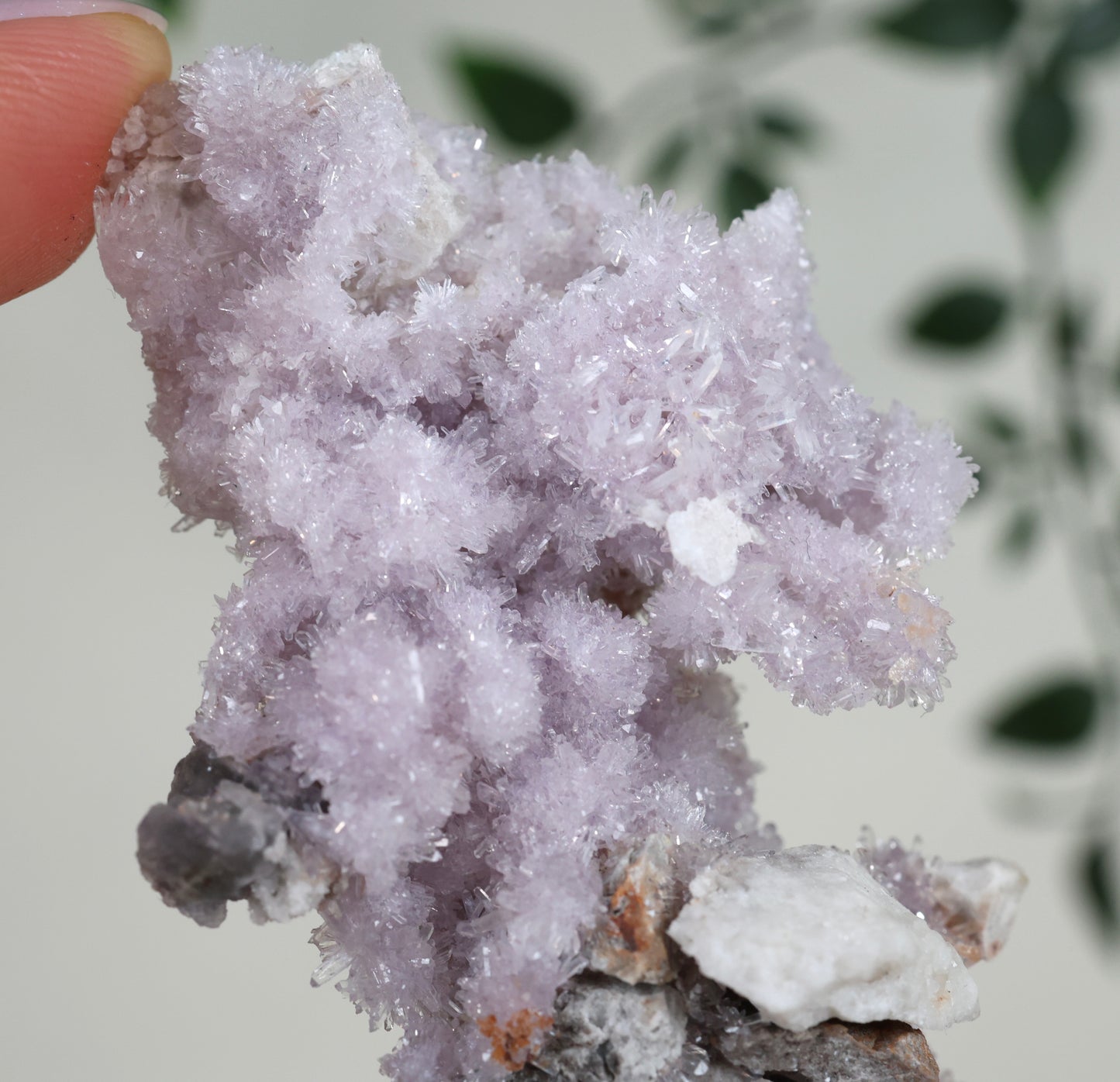 Lilaner Creedite Nr.127LC