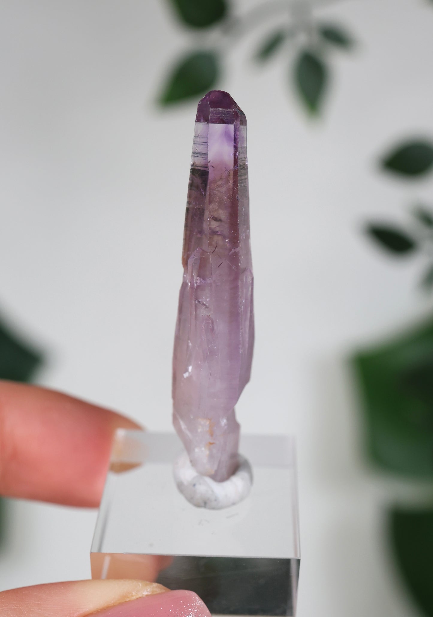 Guerrero Amethyst Oldstock S- Auswahl