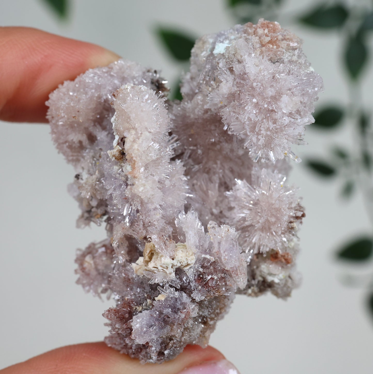 Lilaner Creedite Nr.119LC