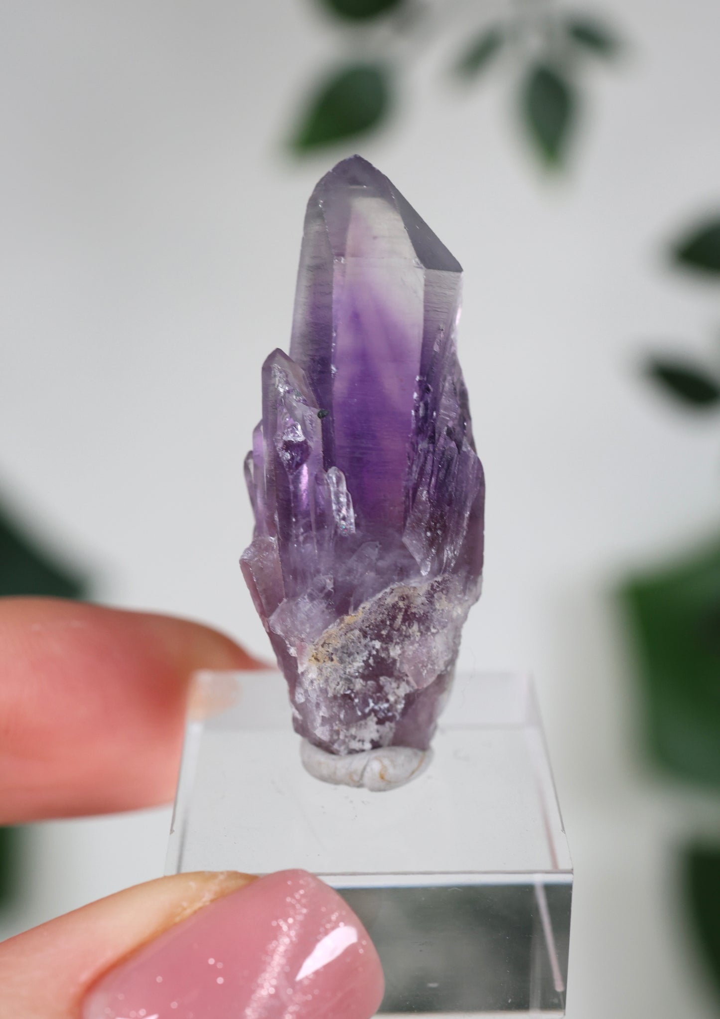 Guerrero Amethyst Oldstock S- Auswahl