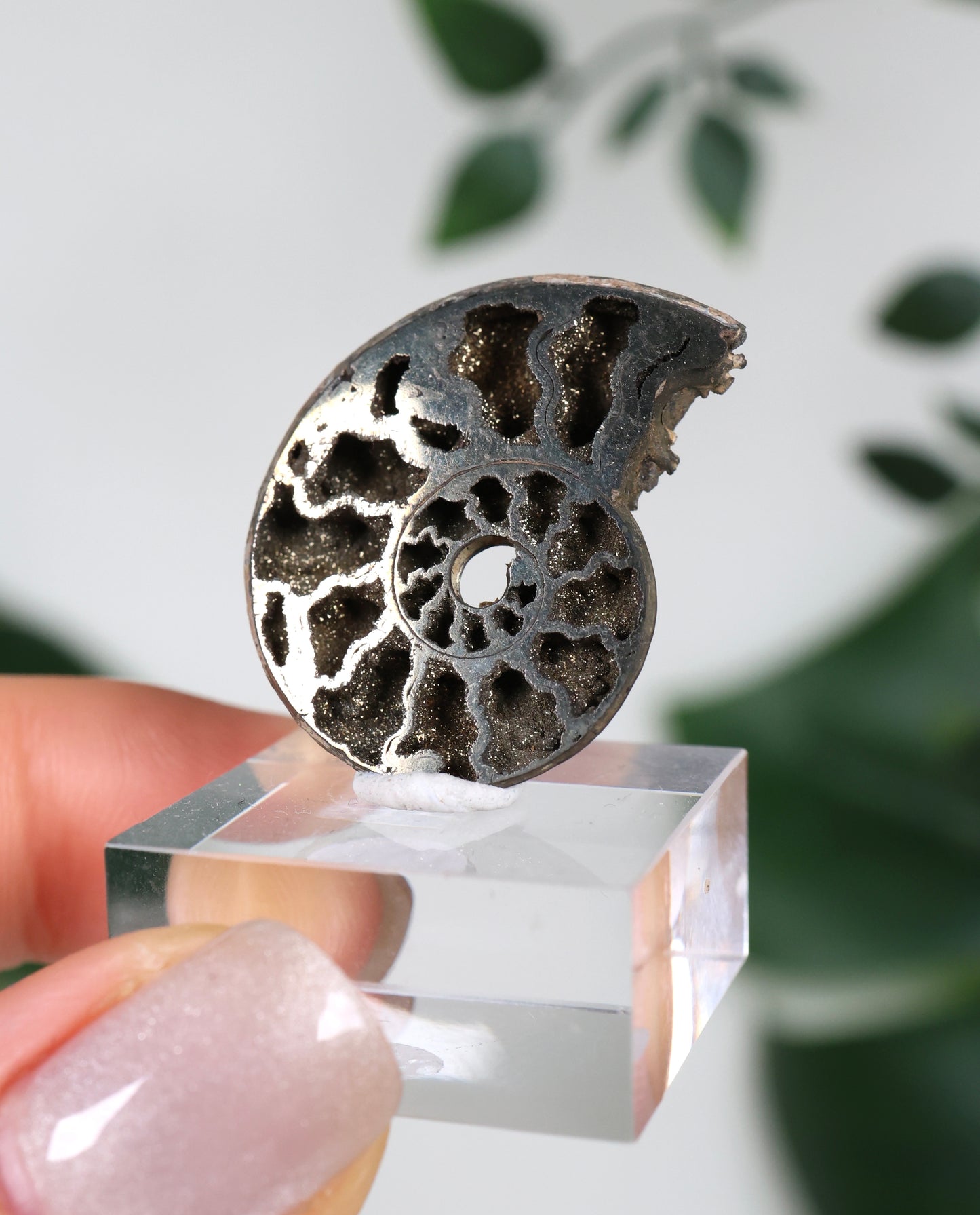 Pyritisierte Ammonite x Chalkopyrit Nr.57PR