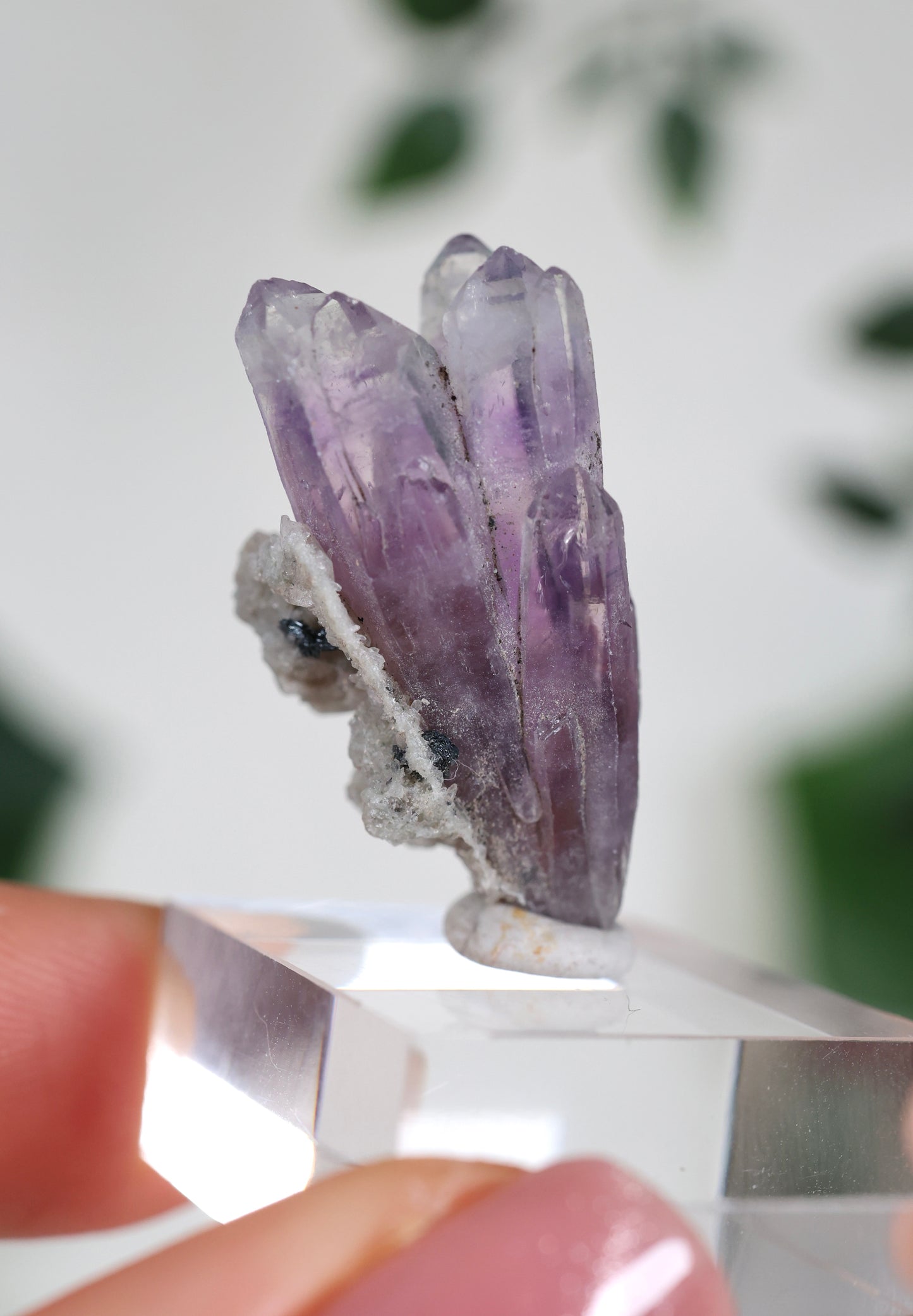 Guerrero Amethyst Oldstock S- Auswahl
