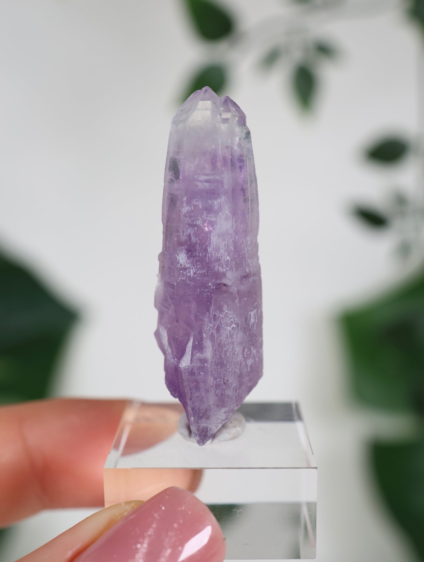 Guerrero Amethyst Oldstock S- Auswahl