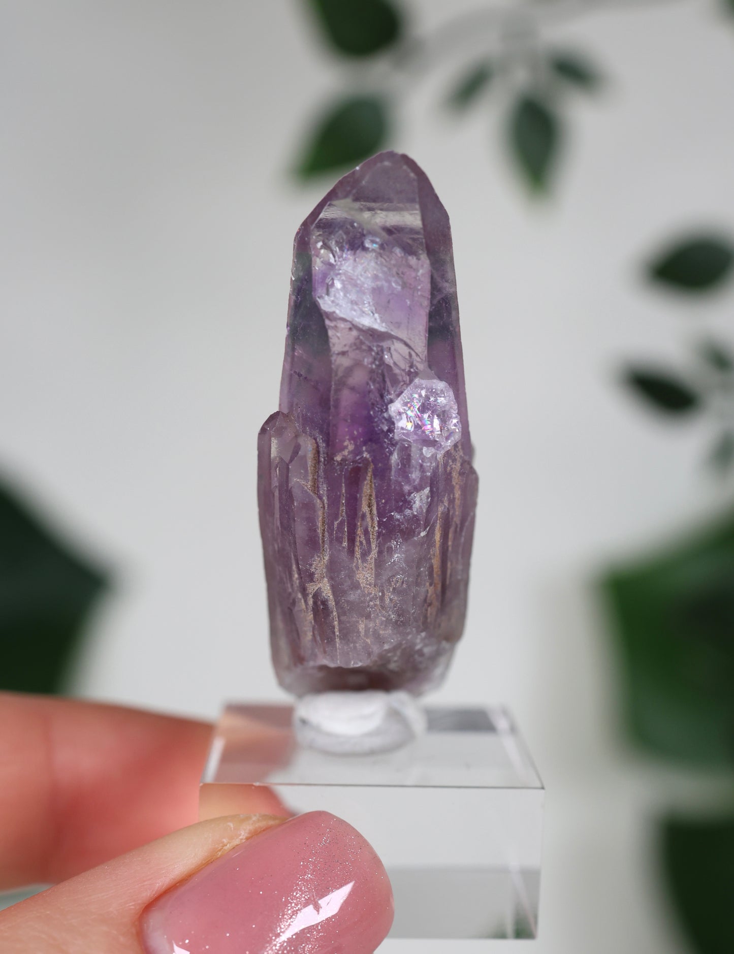 Guerrero Amethyst Oldstock S- Auswahl