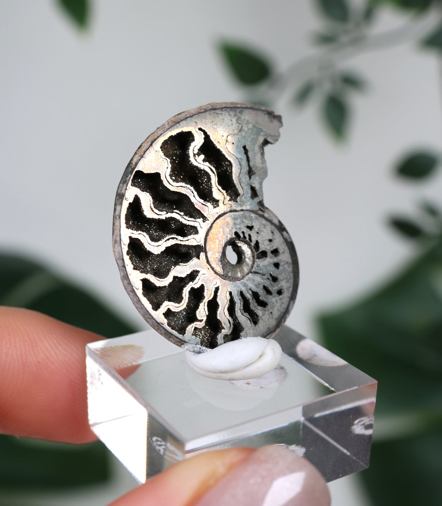 Pyritisierte Ammonite x Chalkopyrit Nr.56PA