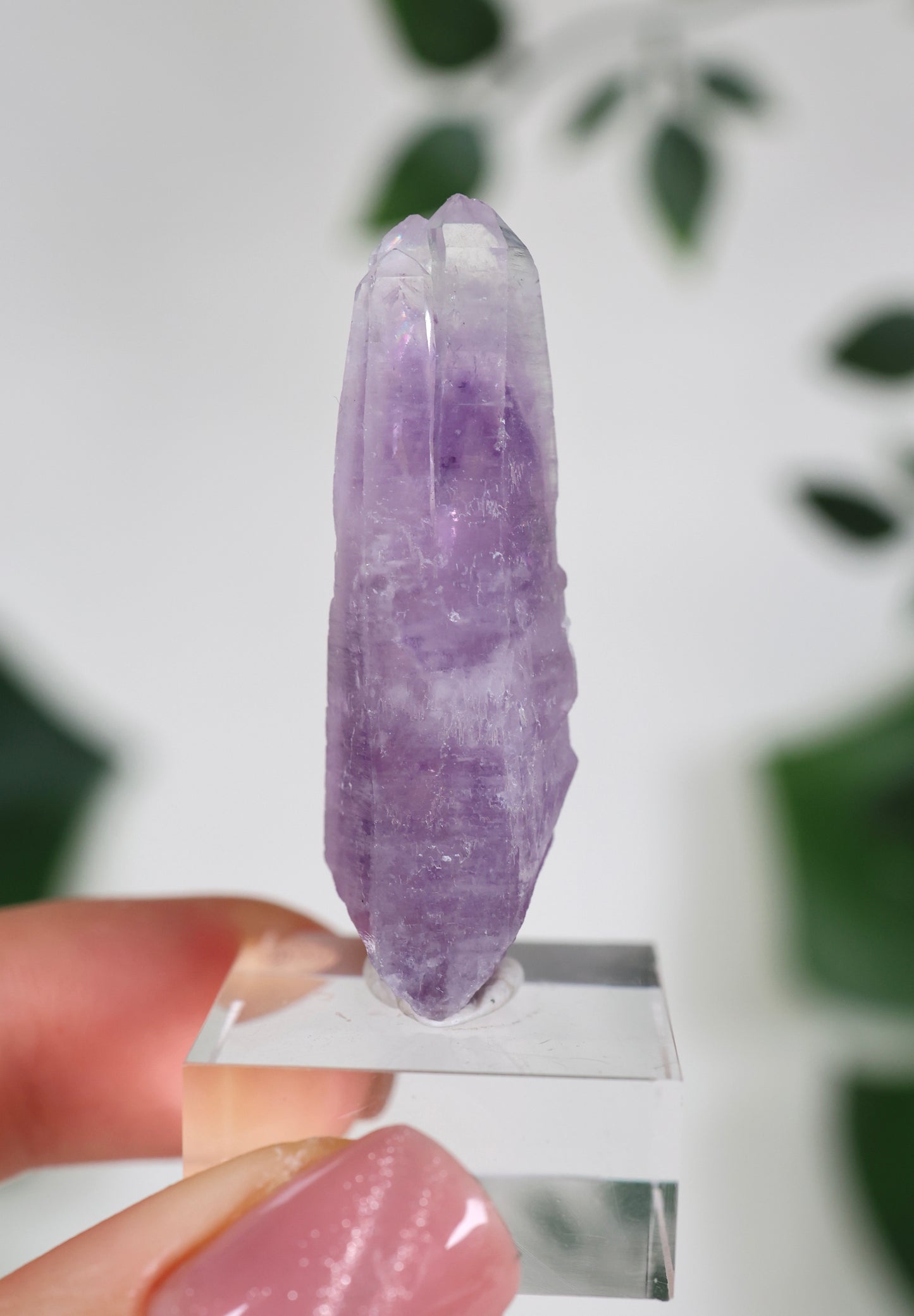 Guerrero Amethyst Oldstock S- Auswahl