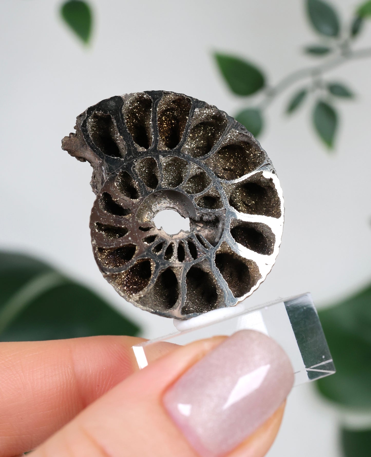 Pyritisierte Ammonite x Chalkopyrit Nr.90PA
