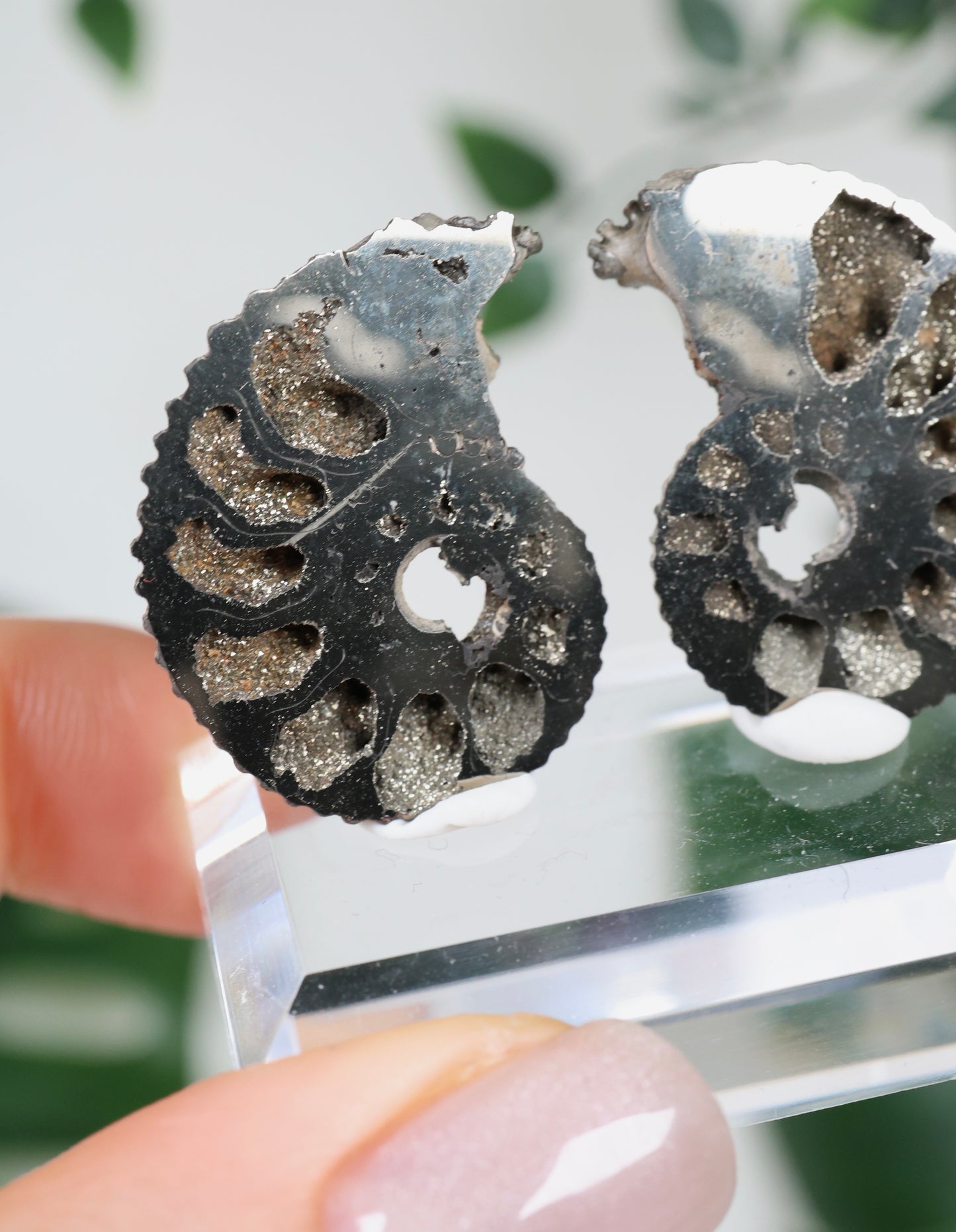 Pyritisierte Ammonite x Chalkopyrit Pärchen Nr.112PA
