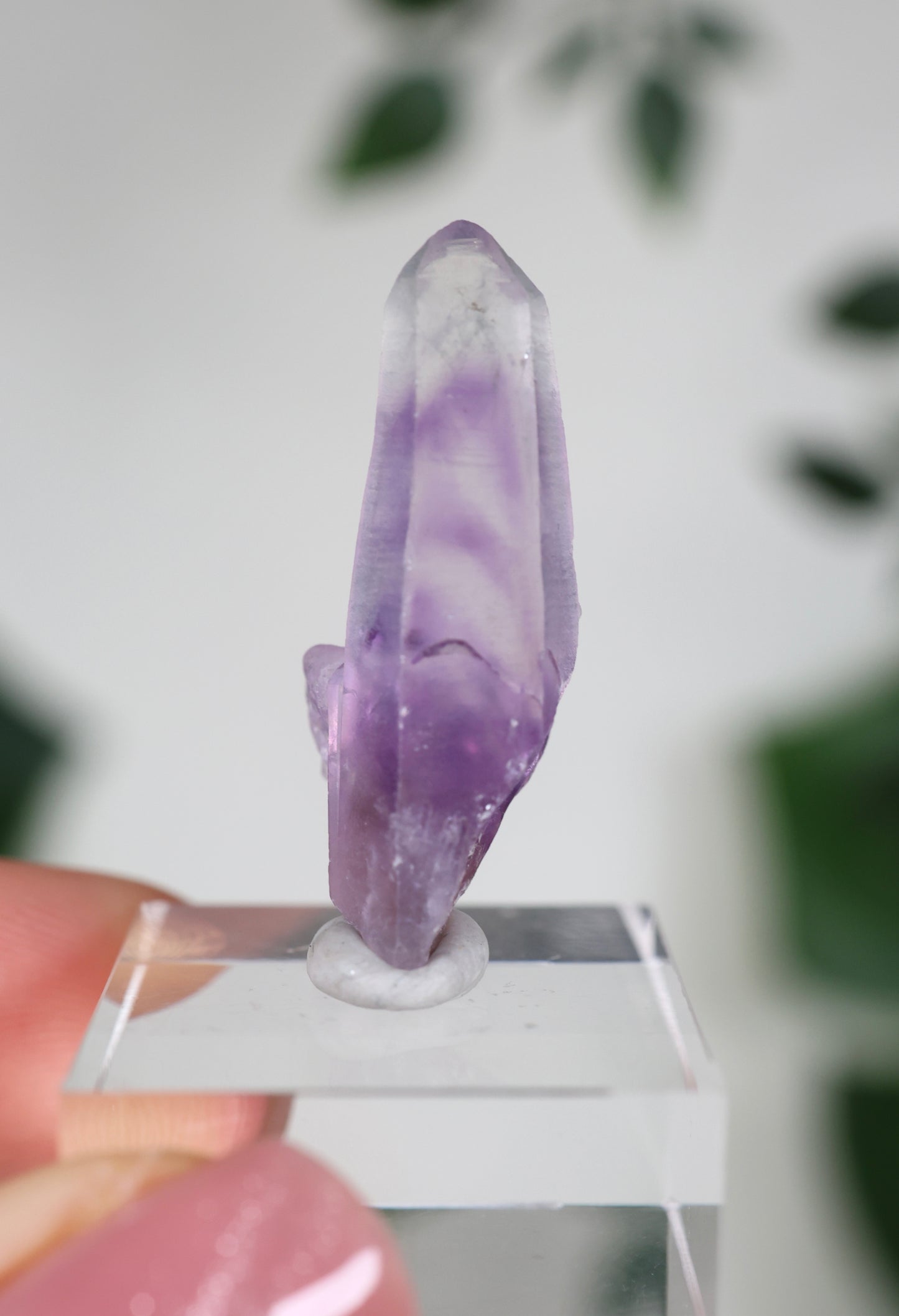 Guerrero Amethyst Oldstock S- Auswahl