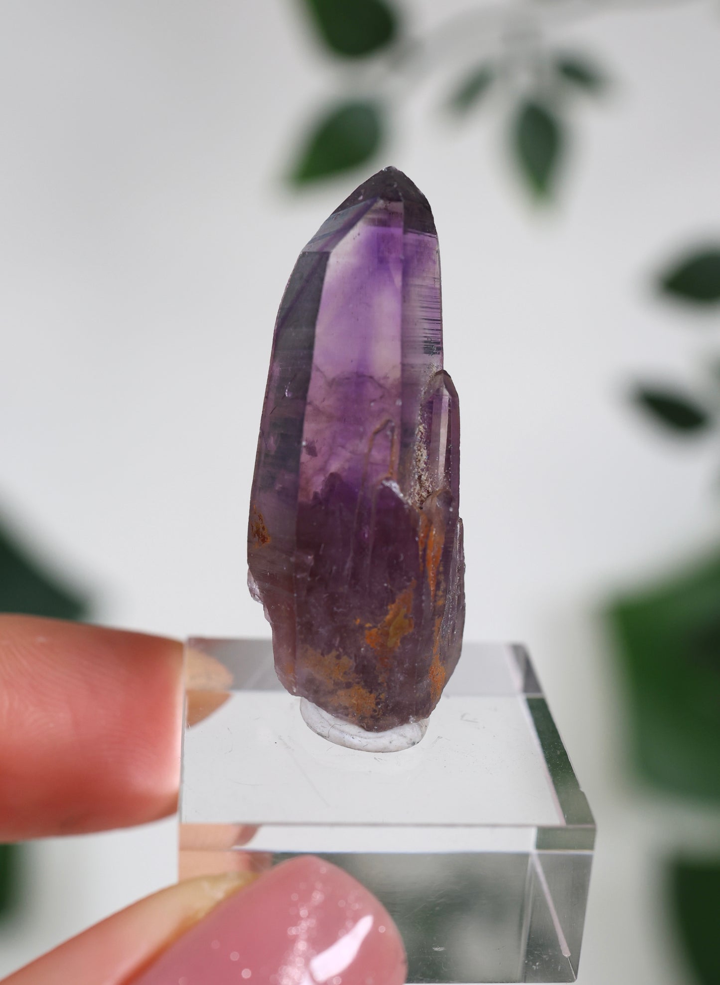 Guerrero Amethyst Oldstock S- Auswahl