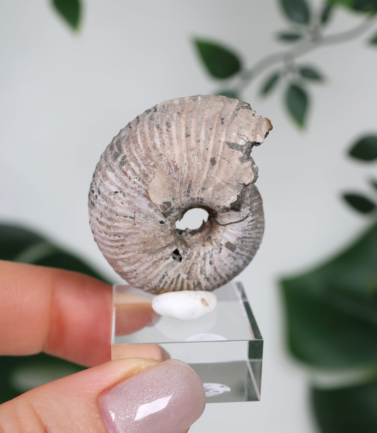 Pyritisierte Ammonite x Chalkopyrit Nr.90PA