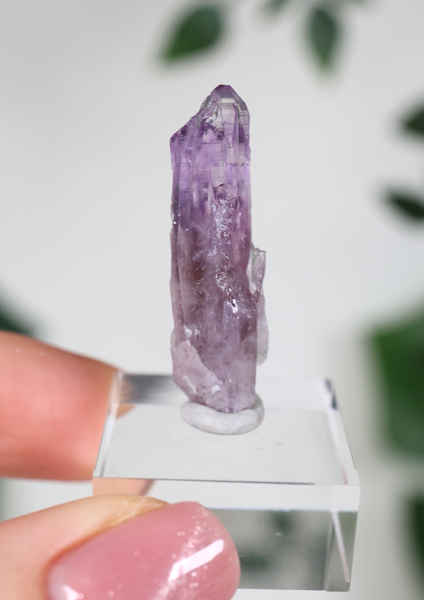 Guerrero Amethyst Oldstock XS - Auswahl