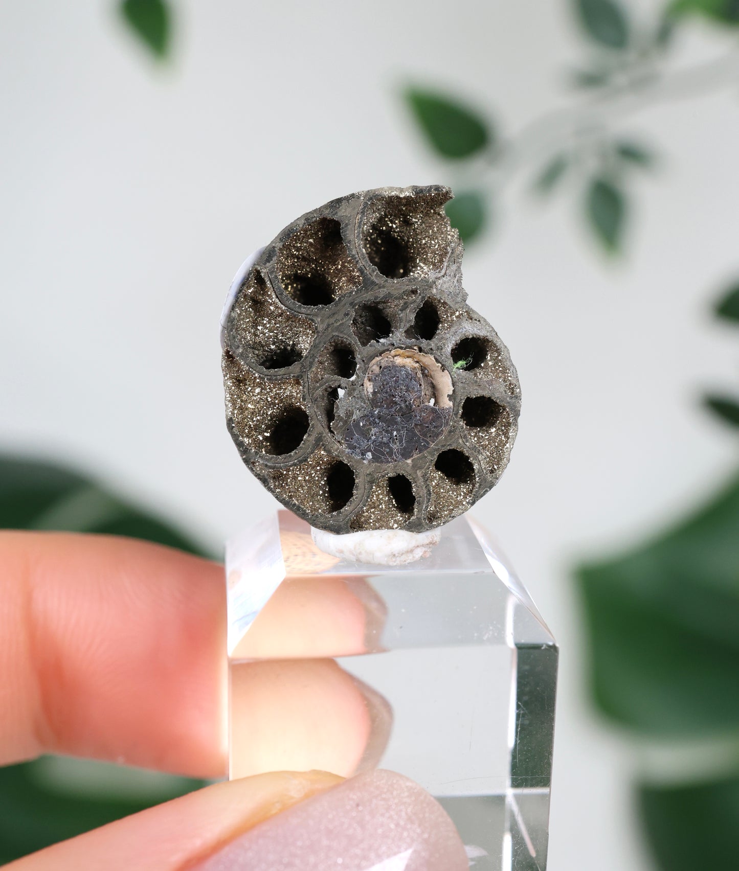 Pyritisierte Ammonite x Chalkopyrit Nr.42PA