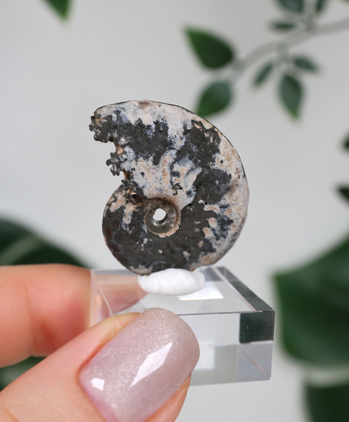 Pyritisierte Ammonite x Chalkopyrit Nr.56PA
